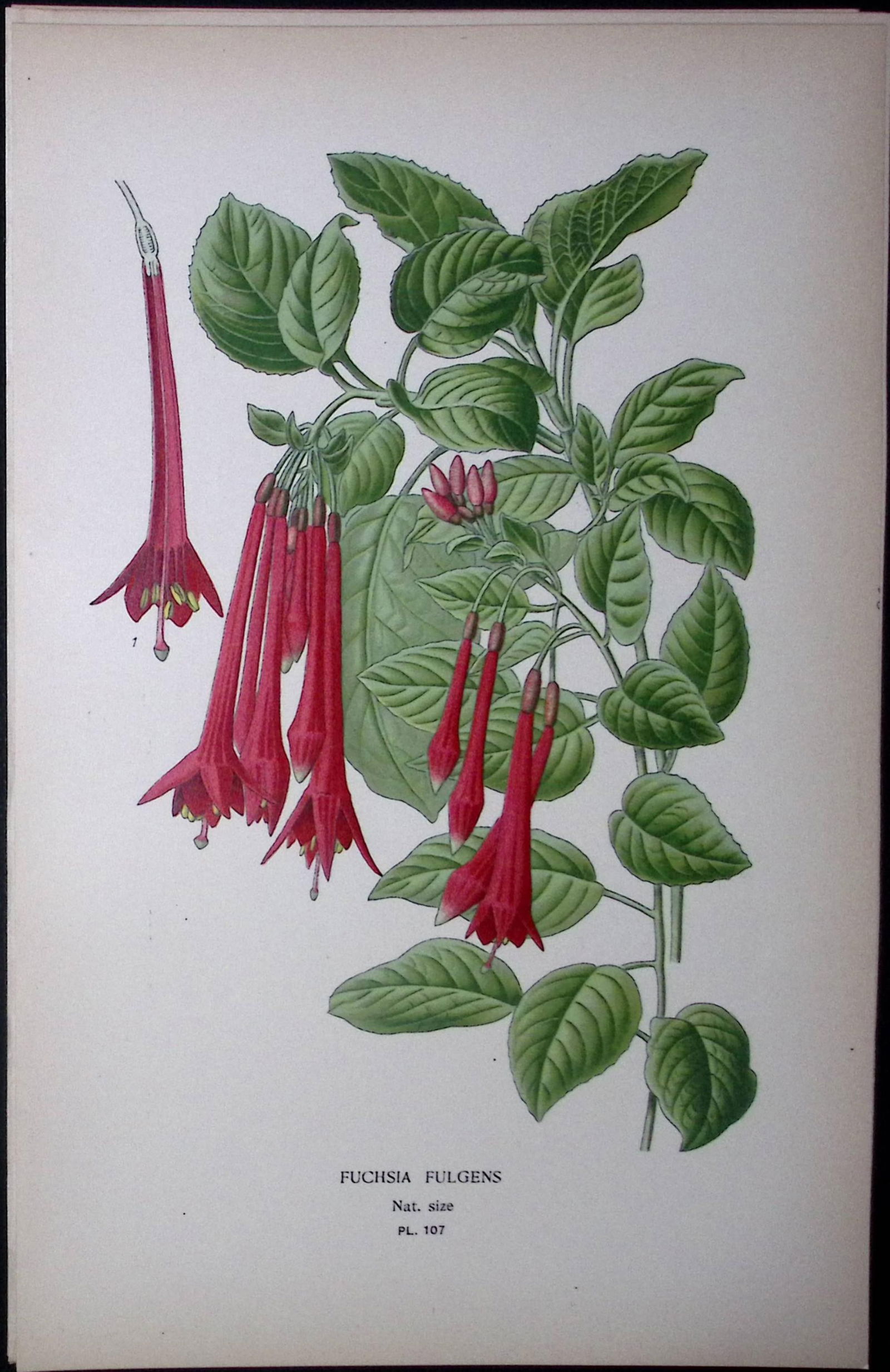 Fuchsia Fulgens Edward Step Rare Antique Botanical Book Plate-107: Title: Fuchsia Fulgens Edward Step Rare Antique Botanical Book Plate-107 Description: This Rare Beautiful Chromolithograph Was Removed from a Circa 1897 Antique Edition of. The Favourite