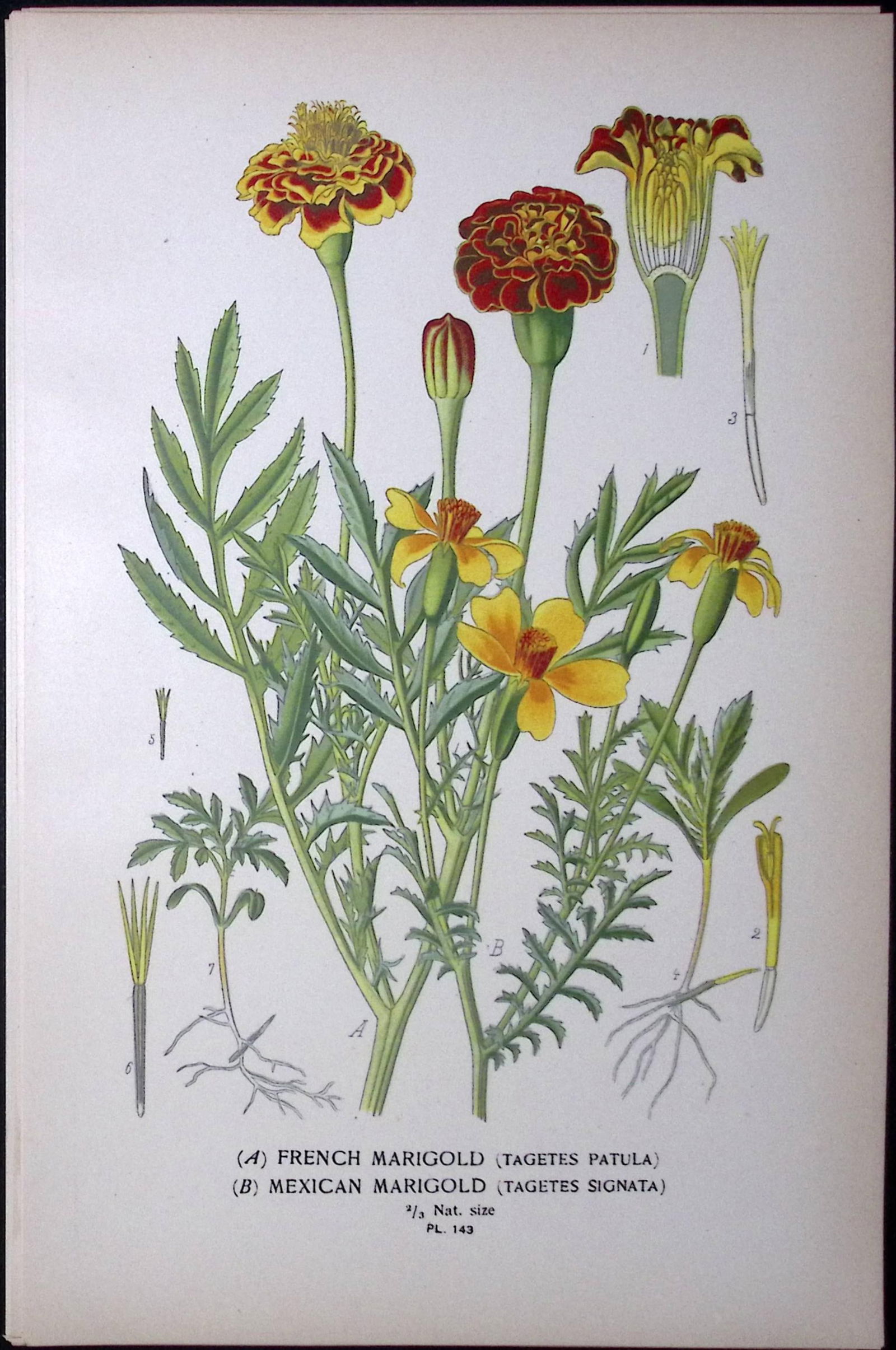 French & Mexican Marigold Edward Step Rare Antique Botanical Book Plate-143: Title: French & Mexican Marigold Edward Step Rare Antique Botanical Book Plate-143 Description: This Rare Beautiful Chromolithograph Was Removed from a Circa 1897 Antique Edition of. The