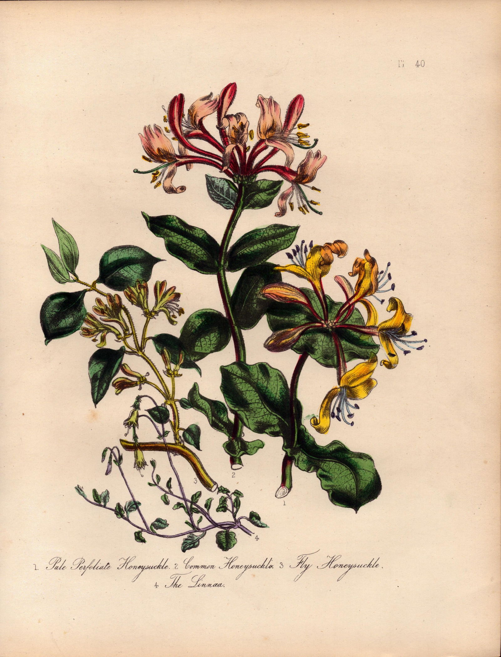 Rare 165-Yr-Old Antique Wildflower Gilt-Edged Illustration Jane Webb Loudon-40.: Title: Rare 165-Yr-Old Antique Wildflower Gilt-Edged Illustration Jane Webb Loudon-40. Description: Rare 165-Yr-Old Antique Wildflower Gilt-Edged Illustration Jane Webb Loudon-40. With Original