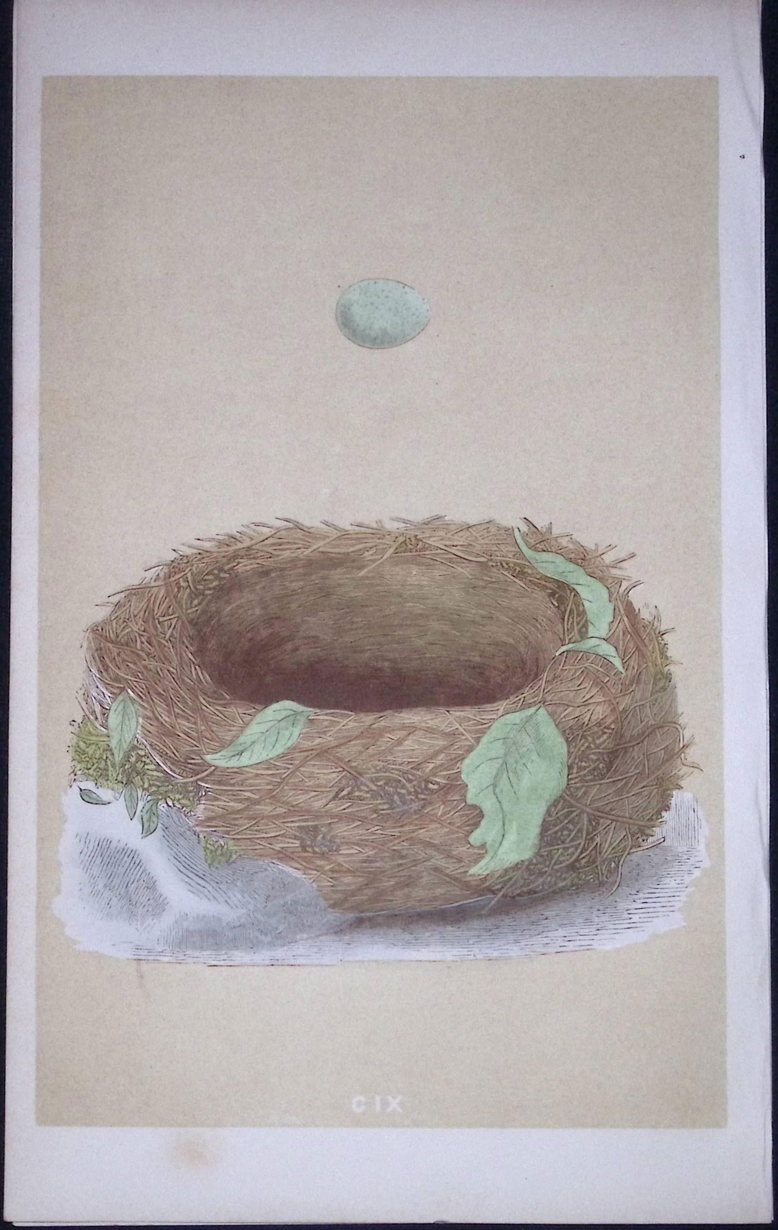 Rev Morris Blue Breast Bird Nest & Egg Antique Woodblock Engraving-39: Title: Rev Morris Blue Breast Bird Nest & Egg Antique Woodblock Engraving-39 Description: This Original Antique Colour Engraved Plate Was Removed from a First Edition of. The Rev FO Morris