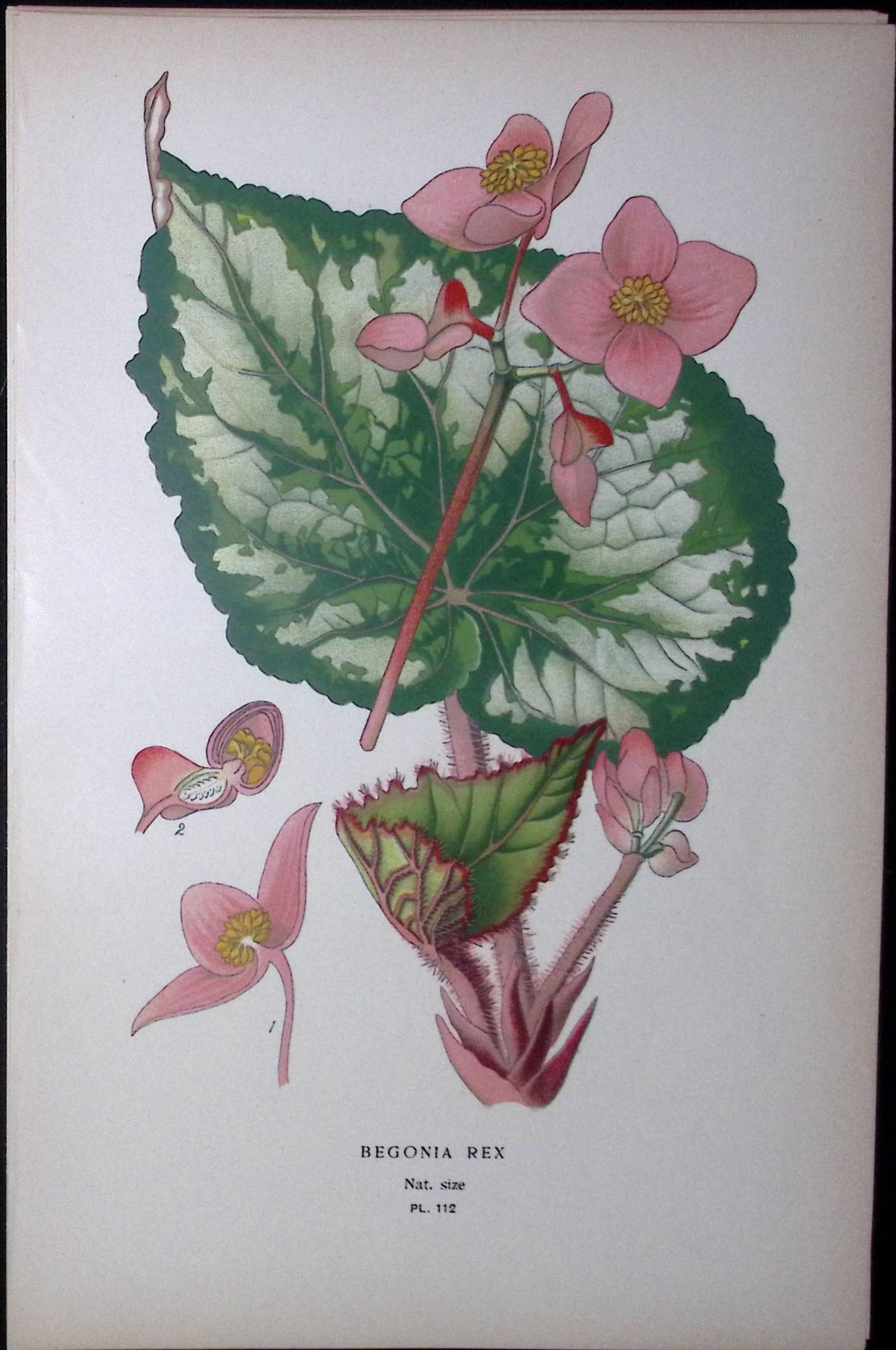 Begonia Rex Edward Step Rare Antique Botanical Book Plate-112: Title: Begonia Rex Edward Step Rare Antique Botanical Book Plate-112 Description: This Rare Beautiful Chromolithograph Was Removed from a Circa 1897 Antique Edition of. The Favourite Flowers of