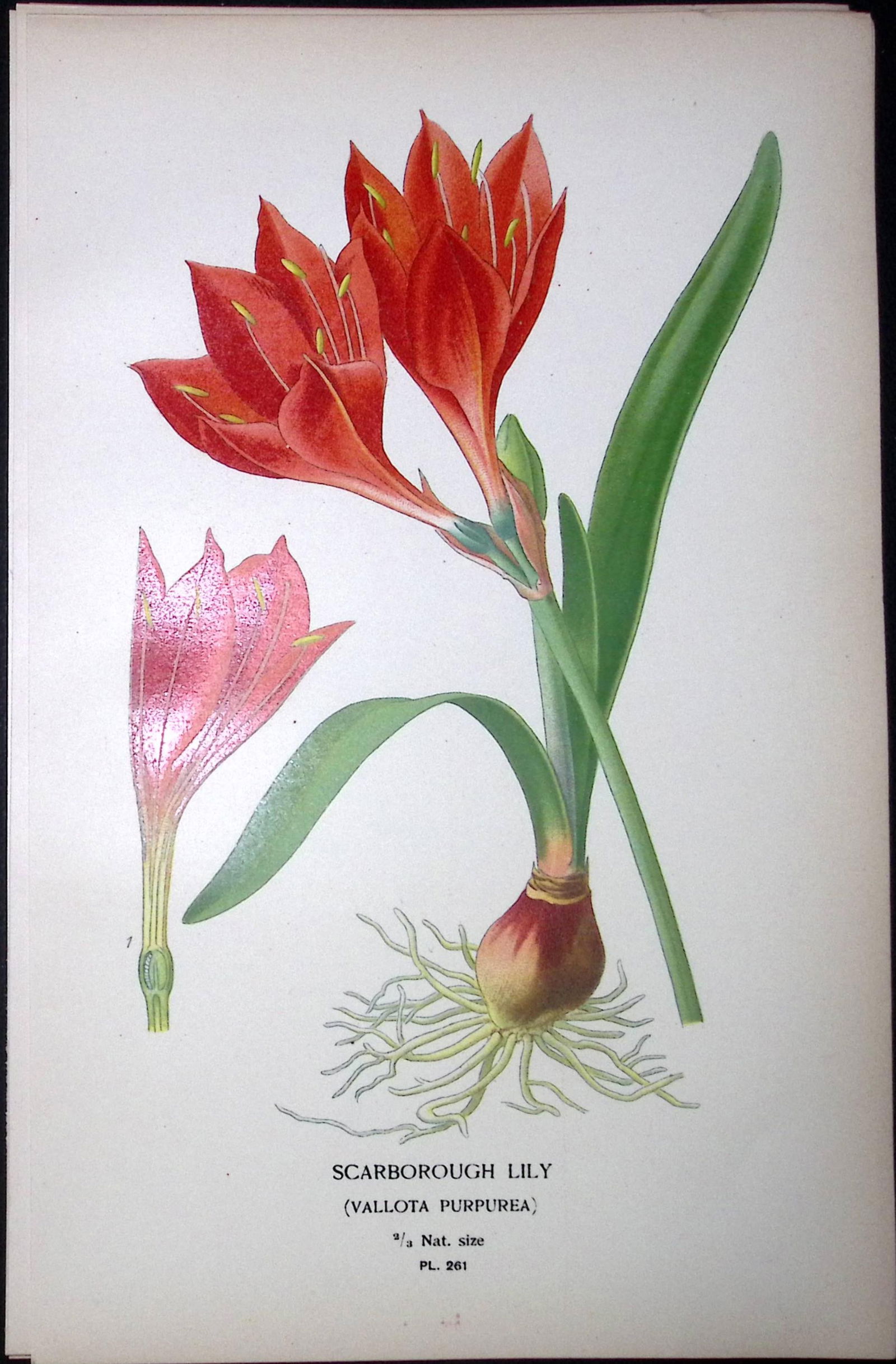 Scarborough Lily Edward Step Rare Antique Botanical Book Plate-261: Title: Scarborough Lily Edward Step Rare Antique Botanical Book Plate-261 Description: This Rare Beautiful Chromolithograph Was Removed from a Circa 1897 Antique Edition of. The Favourite