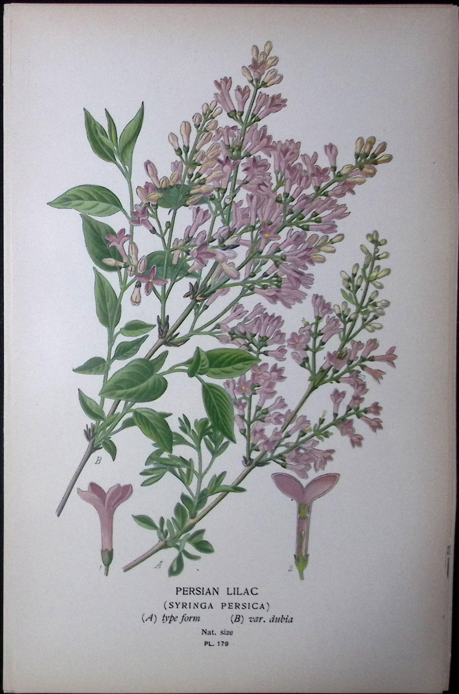 Persian Lilac Flower Edward Step Rare Antique Botanical Book Plate-179: Title: Persian Lilac Flower Edward Step Rare Antique Botanical Book Plate-179 Description: This Rare Beautiful Chromolithograph Was Removed from a Circa 1897 Antique Edition of. <