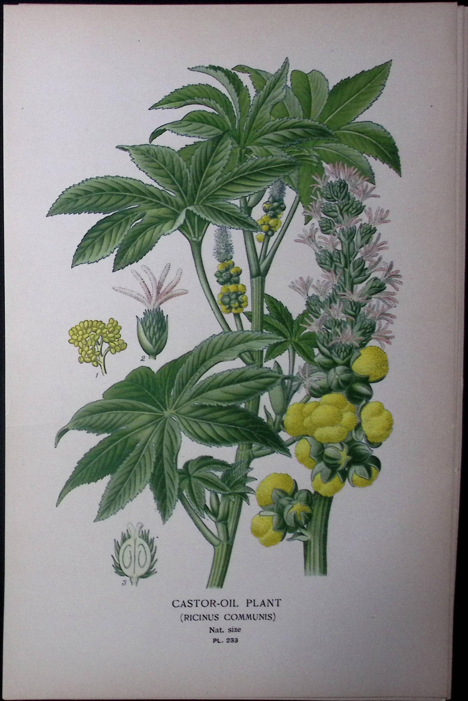 Castor-Oil Plant Edward Step Rare Antique Botanical Book Plate-233: Title: Castor-Oil Plant Edward Step Rare Antique Botanical Book Plate-233 Description: This Rare Beautiful Chromolithograph Was Removed from a Circa 1897 Antique Edition of. The Favourite