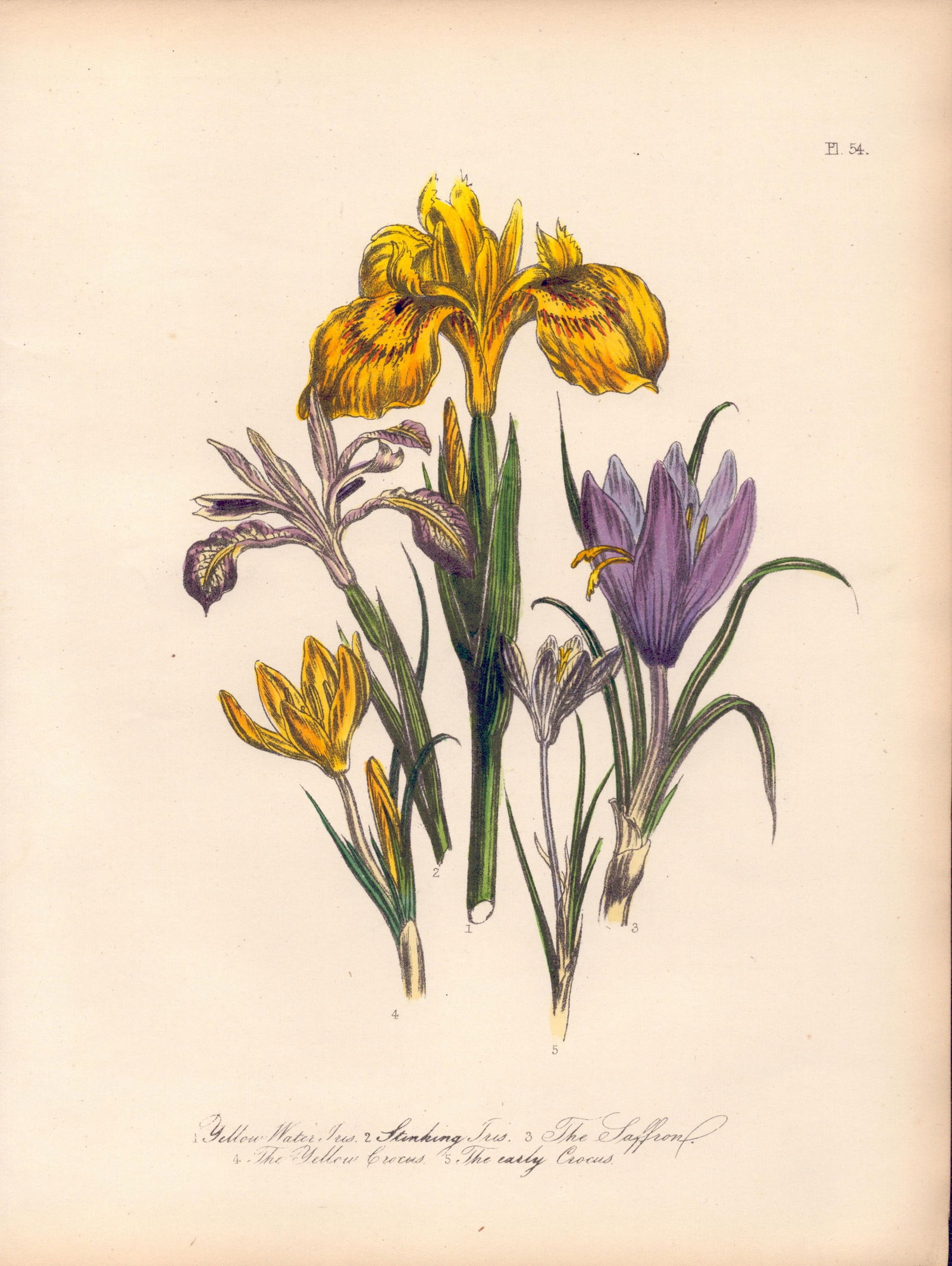 Rare 165-Yr-Old Antique Wildflower Gilt-Edged Illustration Jane Webb Loudon-54.: Title: Rare 165-Yr-Old Antique Wildflower Gilt-Edged Illustration Jane Webb Loudon-54. Description: Rare 165-Yr-Old Antique Wildflower Gilt-Edged Illustration Jane Webb Loudon-54. With Original