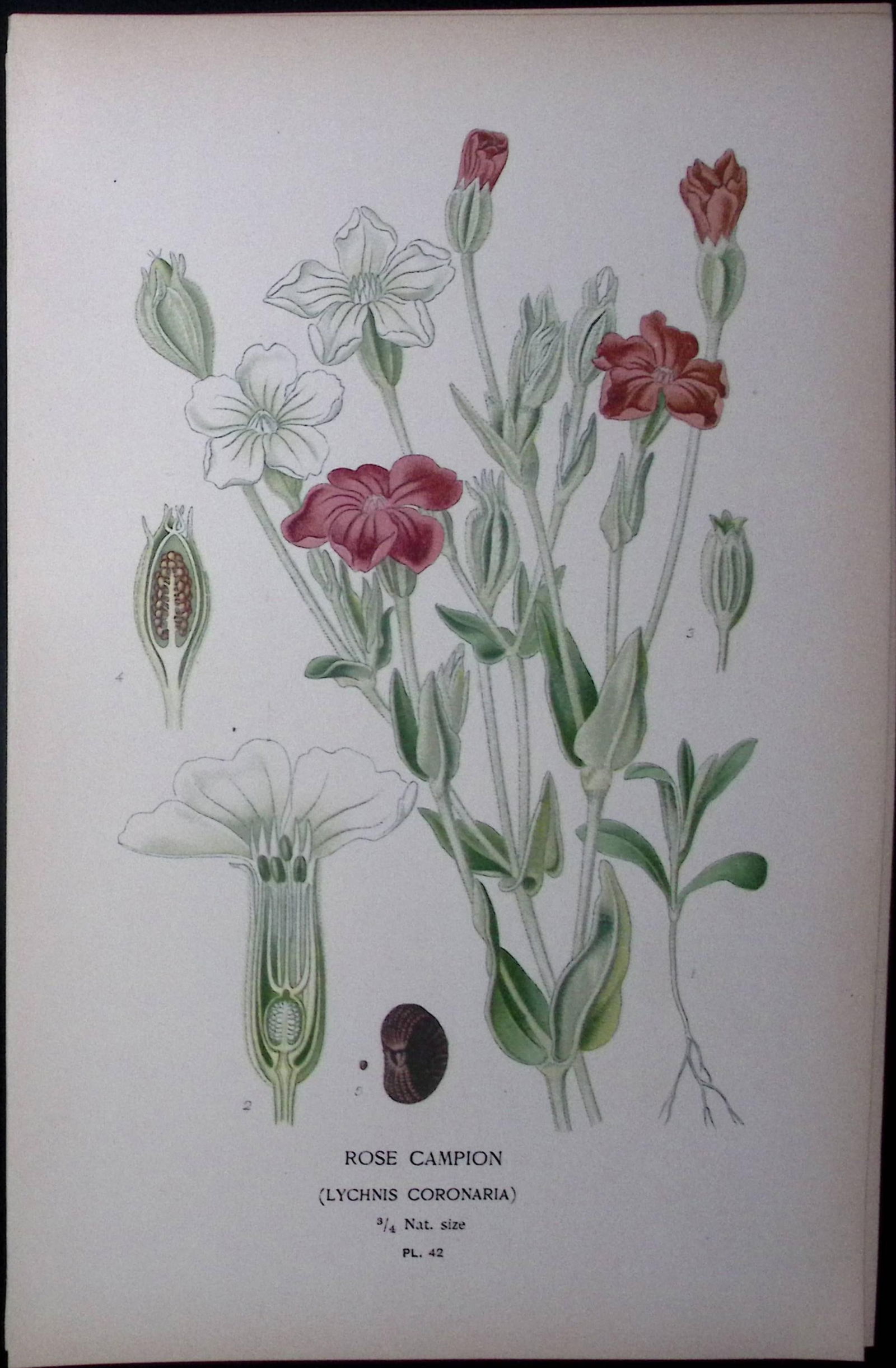 Rose Campion Flower Edward Step Rare Antique Botanical Book Plate-42: Title: Rose Campion Flower Edward Step Rare Antique Botanical Book Plate-42 Description: This Rare Beautiful Chromolithograph Was Removed from a Circa 1897 Antique Edition of. The Favourite