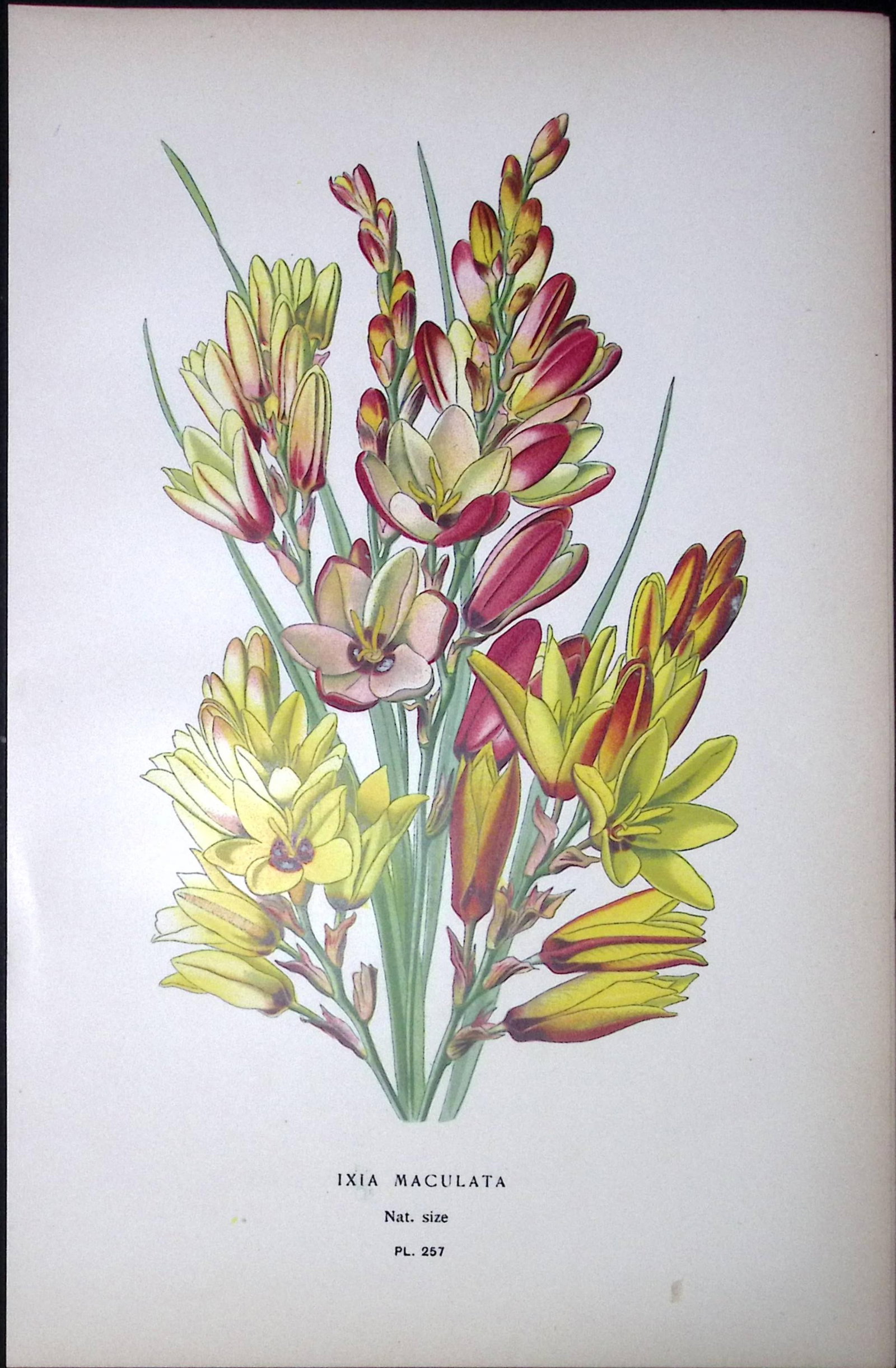 African Corn Lily Edward Step Rare Antique Botanical Book Plate-257: Title: African Corn Lily Edward Step Rare Antique Botanical Book Plate-257 Description: This Rare Beautiful Chromolithograph Was Removed from a Circa 1897 Antique Edition of. The Favourite