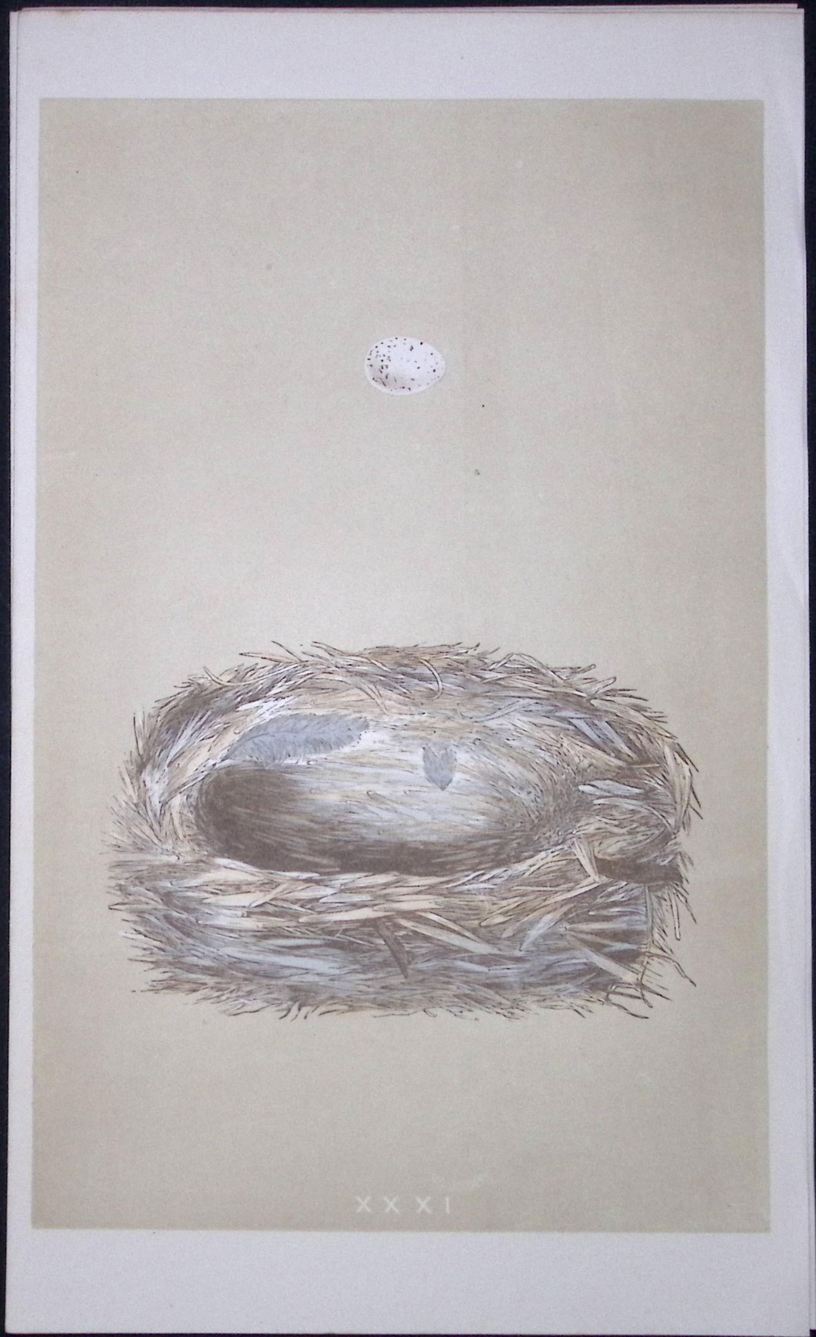 Rev Morris Siskin Bird Nest & Egg Antique Woodblock Engraving-7: Title: Rev Morris Siskin Bird Nest & Egg Antique Woodblock Engraving-7 Description: This Original Antique Colour Engraved Plate Was Removed from a First Edition of. The Rev FO Morris