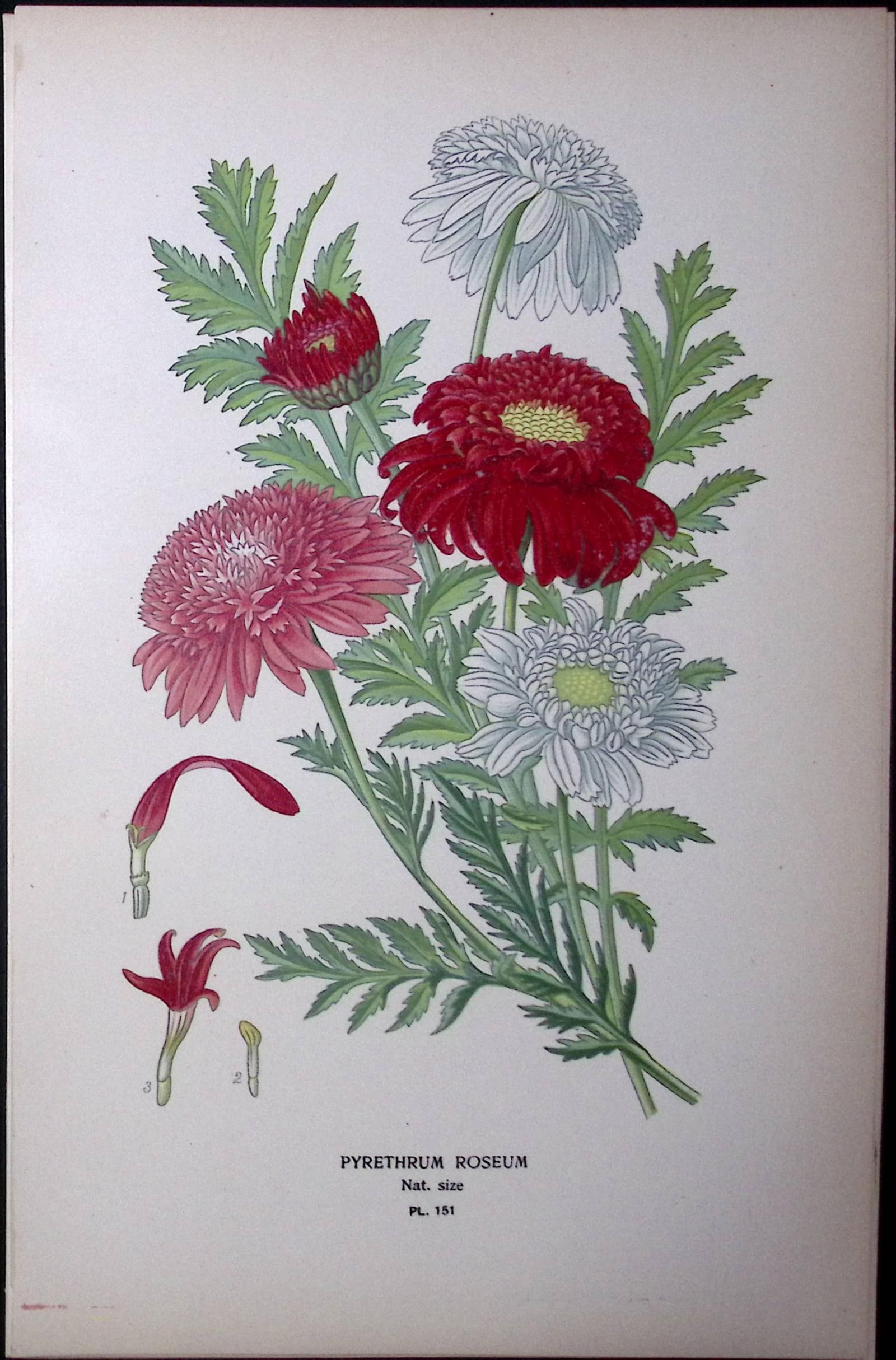 Painted or Persian Daisy Edward Step Rare Antique Botanical Book Plate-151: Title: Painted or Persian Daisy Edward Step Rare Antique Botanical Book Plate-151 Description: This Rare Beautiful Chromolithograph Was Removed from a Circa 1897 Antique Edition of.<