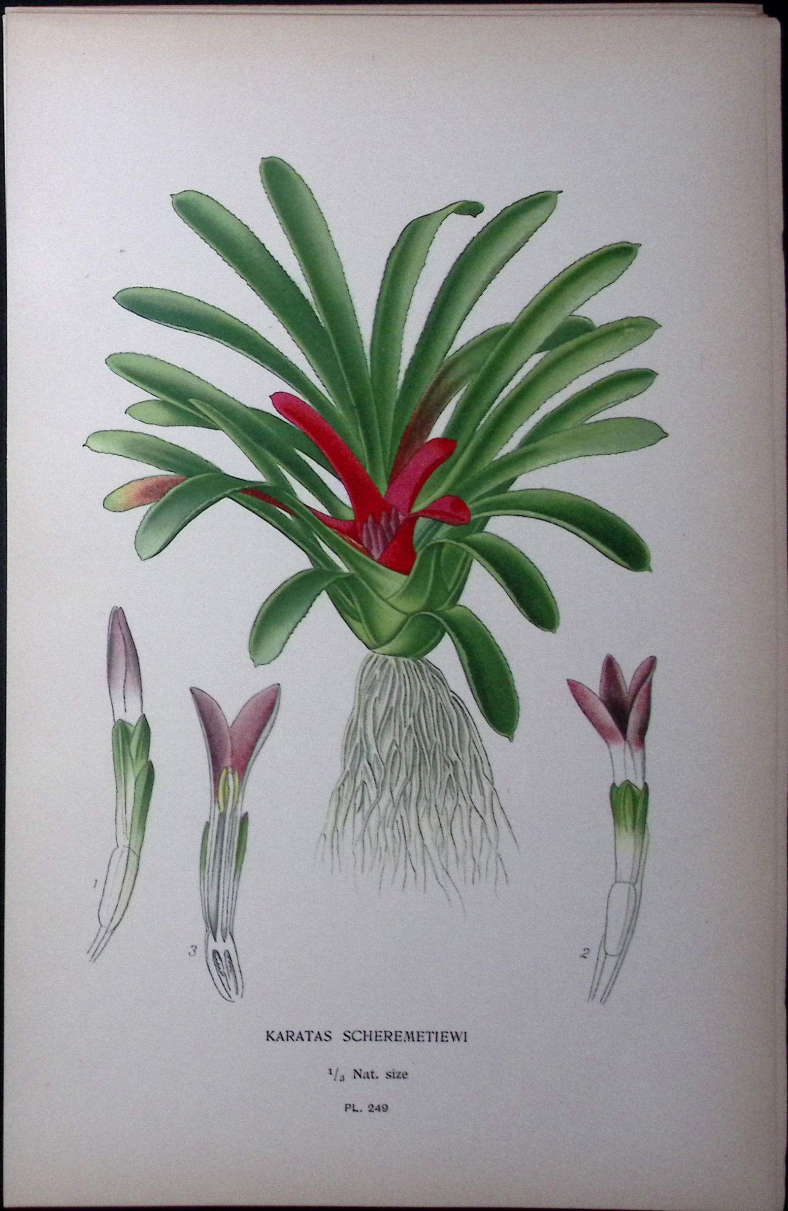 Karatas Scheremetiewi Plant Edward Step Rare Antique Botanical Book Plate-249: Title: Karatas Scheremetiewi Plant Edward Step Rare Antique Botanical Book Plate-249 Description: This Rare Beautiful Chromolithograph Was Removed from a Circa 1897 Antique Edition of. The