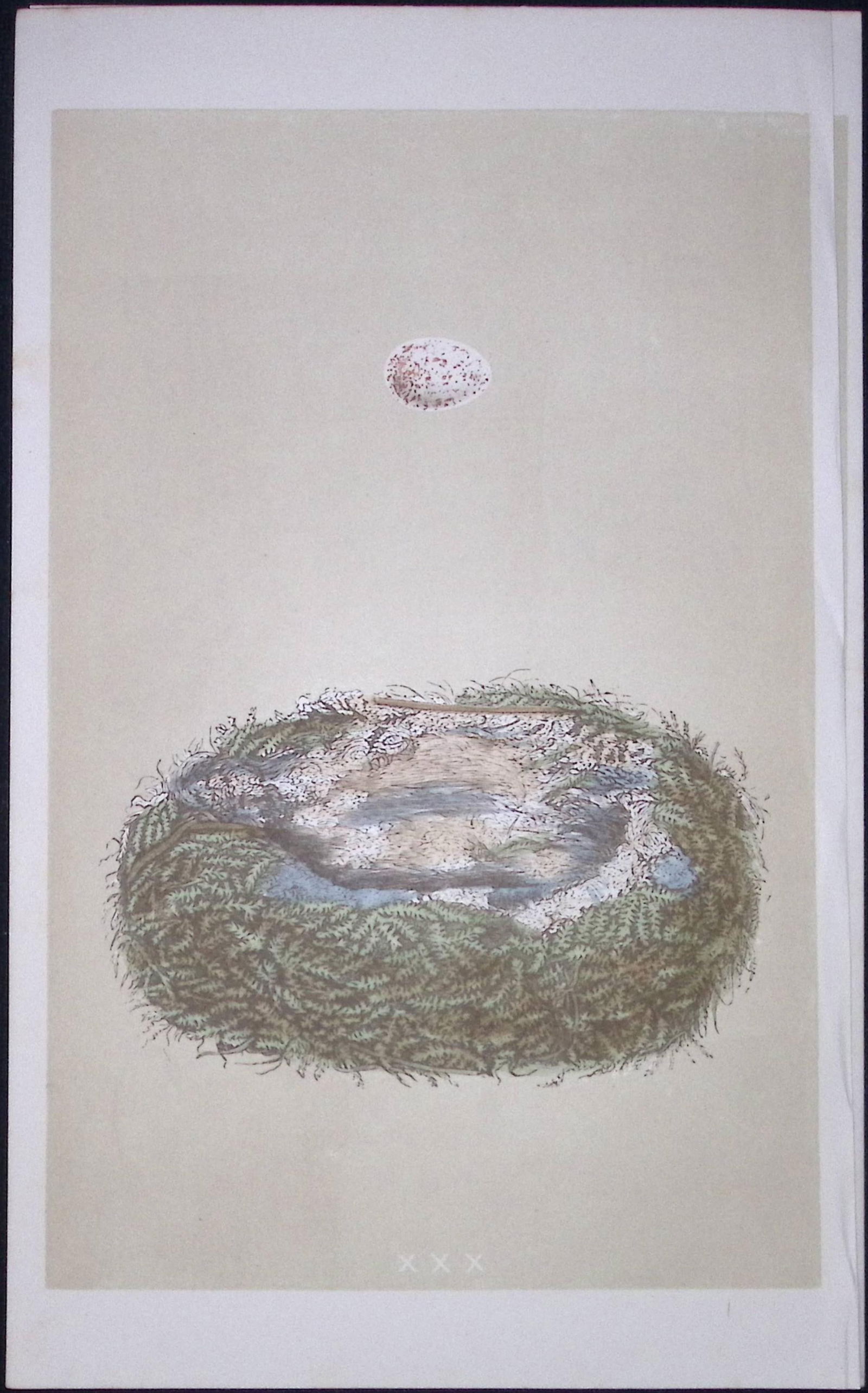 Rev Morris Great Tit Bird Nest & Egg Antique Woodblock Engraving-8e: Title: Rev Morris Great Tit Bird Nest & Egg Antique Woodblock Engraving-8e Description: This Original Antique Colour Engraved Plate Was Removed from a First Edition of. The Rev FO Morris