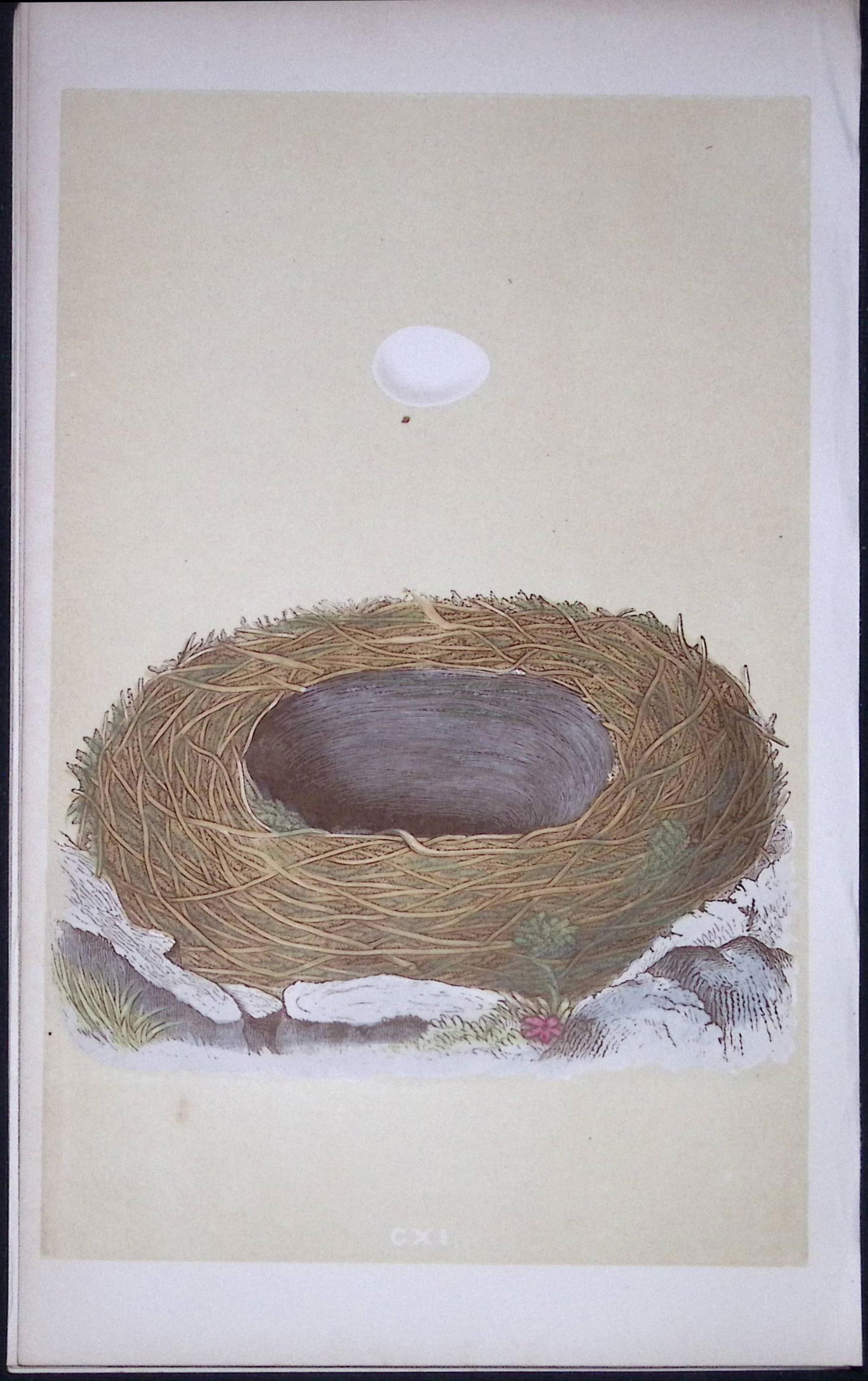 Rev Morris Blackstart Bird Nest & Egg Antique Woodblock Engraving-56: Title: Rev Morris Blackstart Bird Nest & Egg Antique Woodblock Engraving-56 Description: This Original Antique Colour Engraved Plate Was Removed from a First Edition of. <