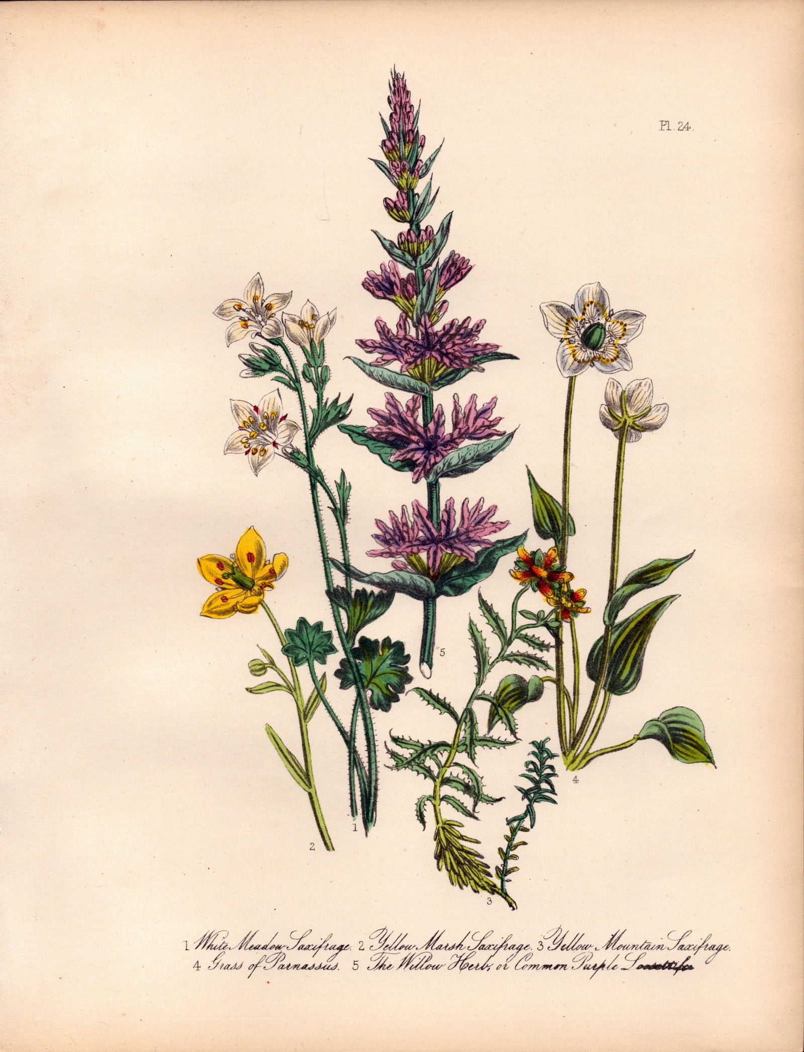 Rare 165-Yr-Old Antique Wildflower Gilt-Edged Illustration Jane Webb Loudon-24.: Title: Rare 165-Yr-Old Antique Wildflower Gilt-Edged Illustration Jane Webb Loudon-24. Description: Rare 165-Yr-Old Antique Wildflower Gilt-Edged Illustration Jane Webb Loudon-24.