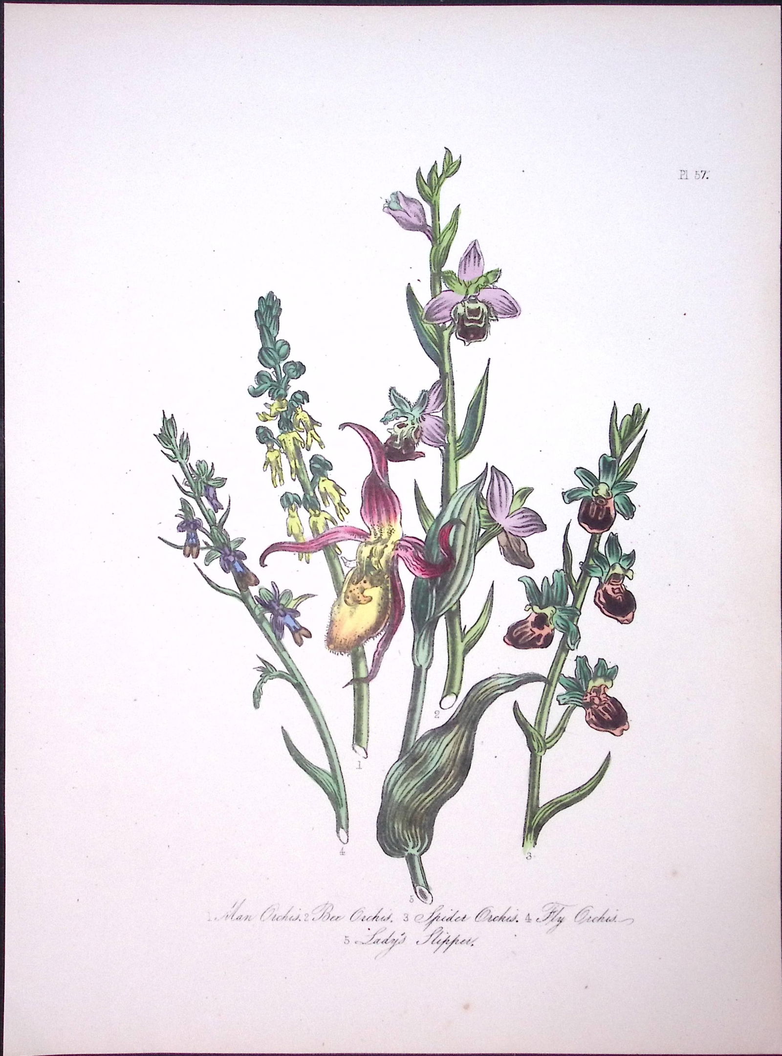 Rare 165-Yr-Old Antique Wildflower Gilt-Edged Illustration Jane Webb Loudon-57-A: Title: Rare 165-Yr-Old Antique Wildflower Gilt-Edged Illustration Jane Webb Loudon-57-A Description: Rare 165-Yr-Old Antique Wildflower Gilt-Edged Illustration Jane Webb Loudon-57.
