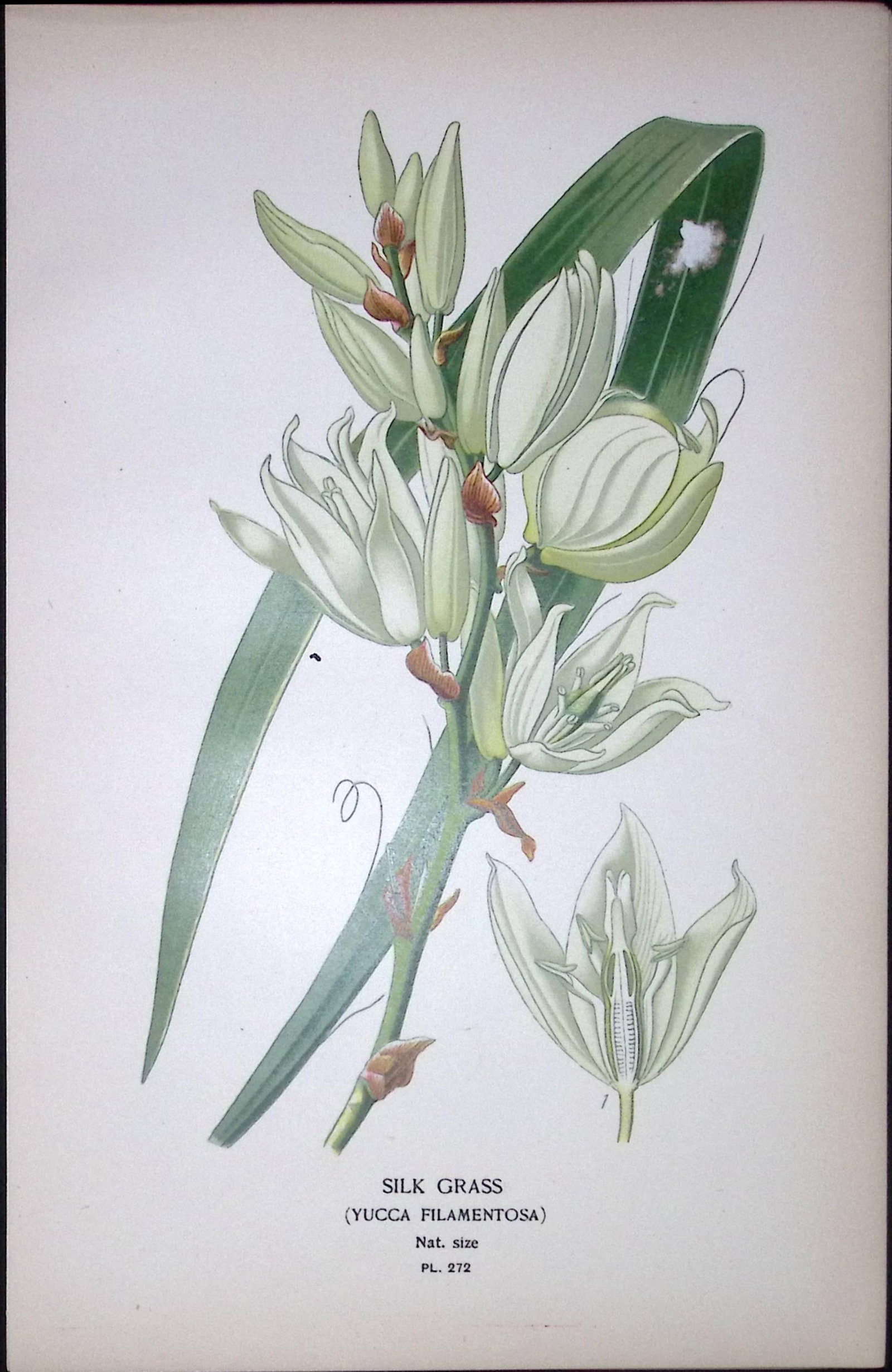 Silk Grass Yucca Edward Step Rare Antique Botanical Book Plate-272: Title: Silk Grass Yucca Edward Step Rare Antique Botanical Book Plate-272 Description: This Rare Beautiful Chromolithograph Was Removed from a Circa 1897 Antique Edition of. The Favourite