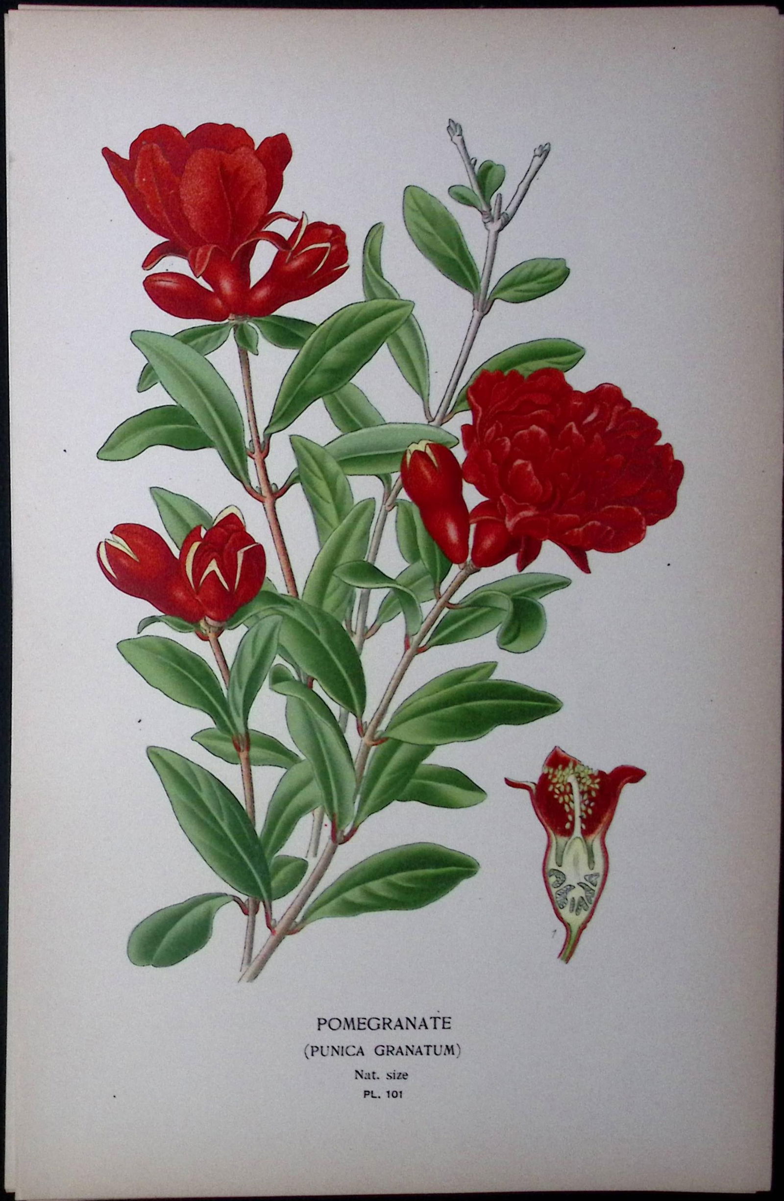 Pomegranate Edward Step Rare Antique Botanical Book Plate-101: Title: Pomegranate Edward Step Rare Antique Botanical Book Plate-101 Description: This Rare Beautiful Chromolithograph Was Removed from a Circa 1897 Antique Edition of. The Favourite Flowers of