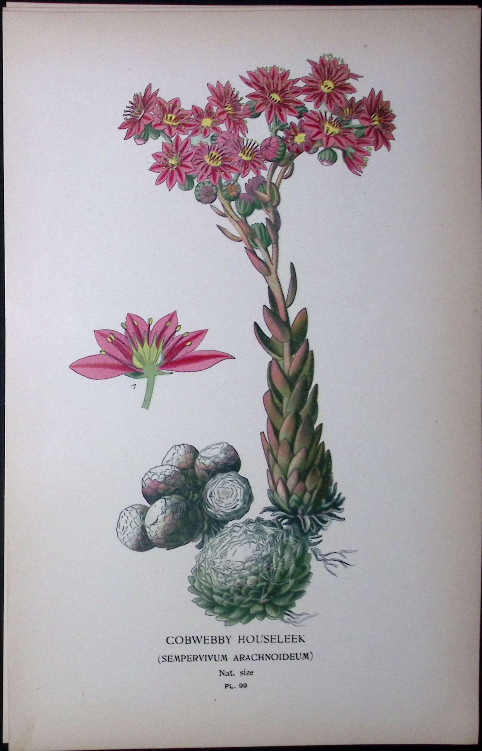 Cobwebby Houseleek Edward Step Rare Antique Botanical Book Plate-99: Title: Cobwebby Houseleek Edward Step Rare Antique Botanical Book Plate-99 Description: This Rare Beautiful Chromolithograph Was Removed from a Circa 1897 Antique Edition of. The Favourite