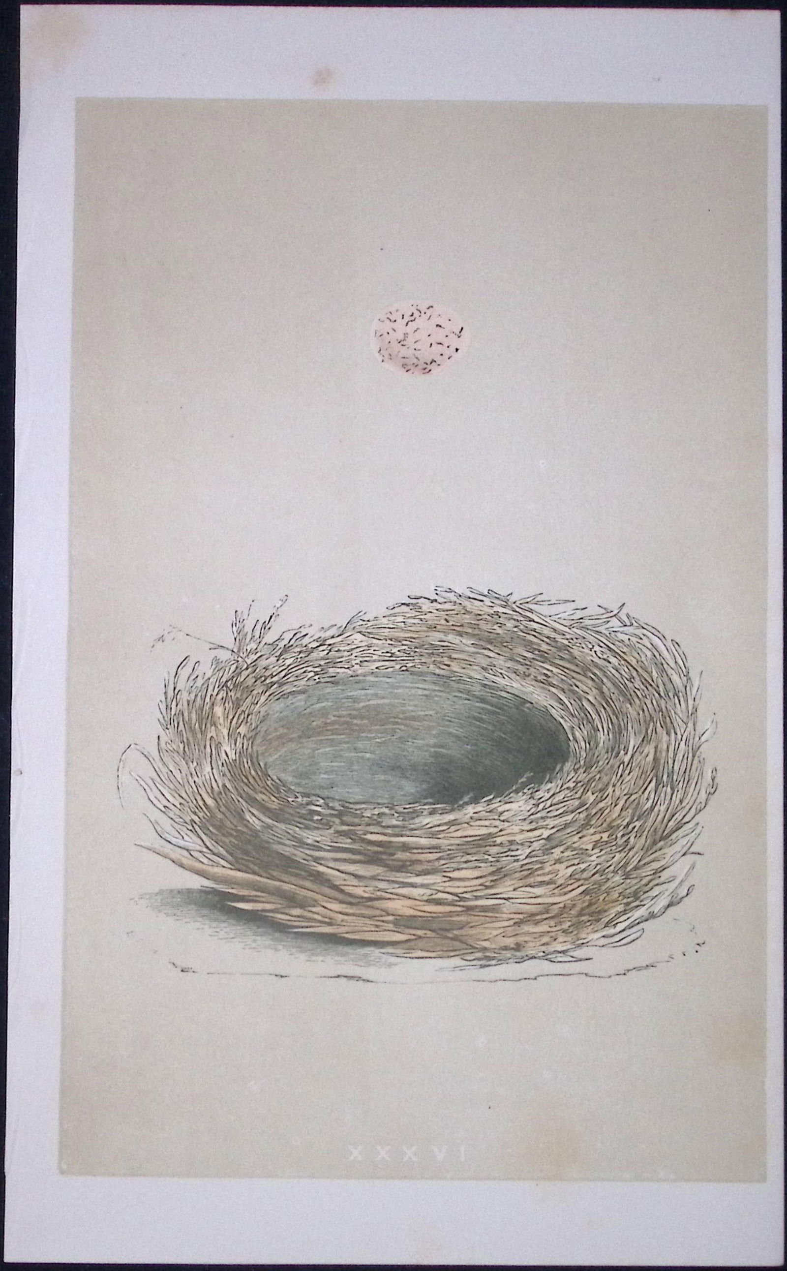 Rev Morris Bearded Tit Bird Nest & Egg Antique Woodblock Engraving-8d: Title: Rev Morris Bearded Tit Bird Nest & Egg Antique Woodblock Engraving-8d Description: This Original Antique Colour Engraved Plate Was Removed from a First Edition of. The Rev FO Morris