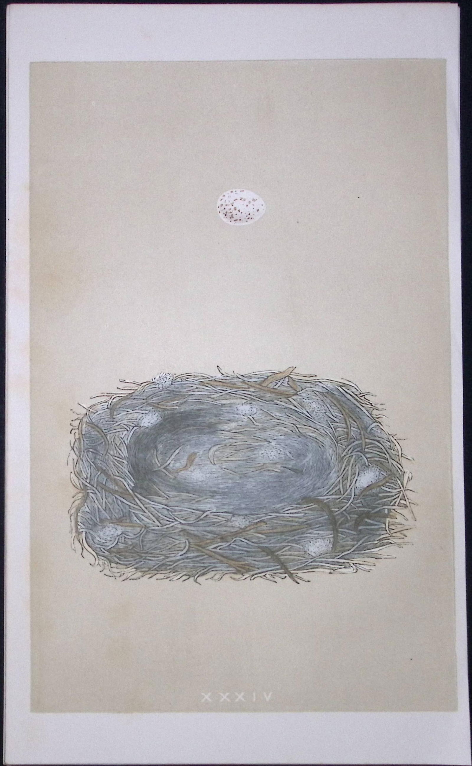 Rev Morris Marsh Tit Bird Nest & Egg Antique Woodblock Engraving-8b: Title: Rev Morris Marsh Tit Bird Nest & Egg Antique Woodblock Engraving-8b Description: This Original Antique Colour Engraved Plate Was Removed from a First Edition of. The Rev FO Morris