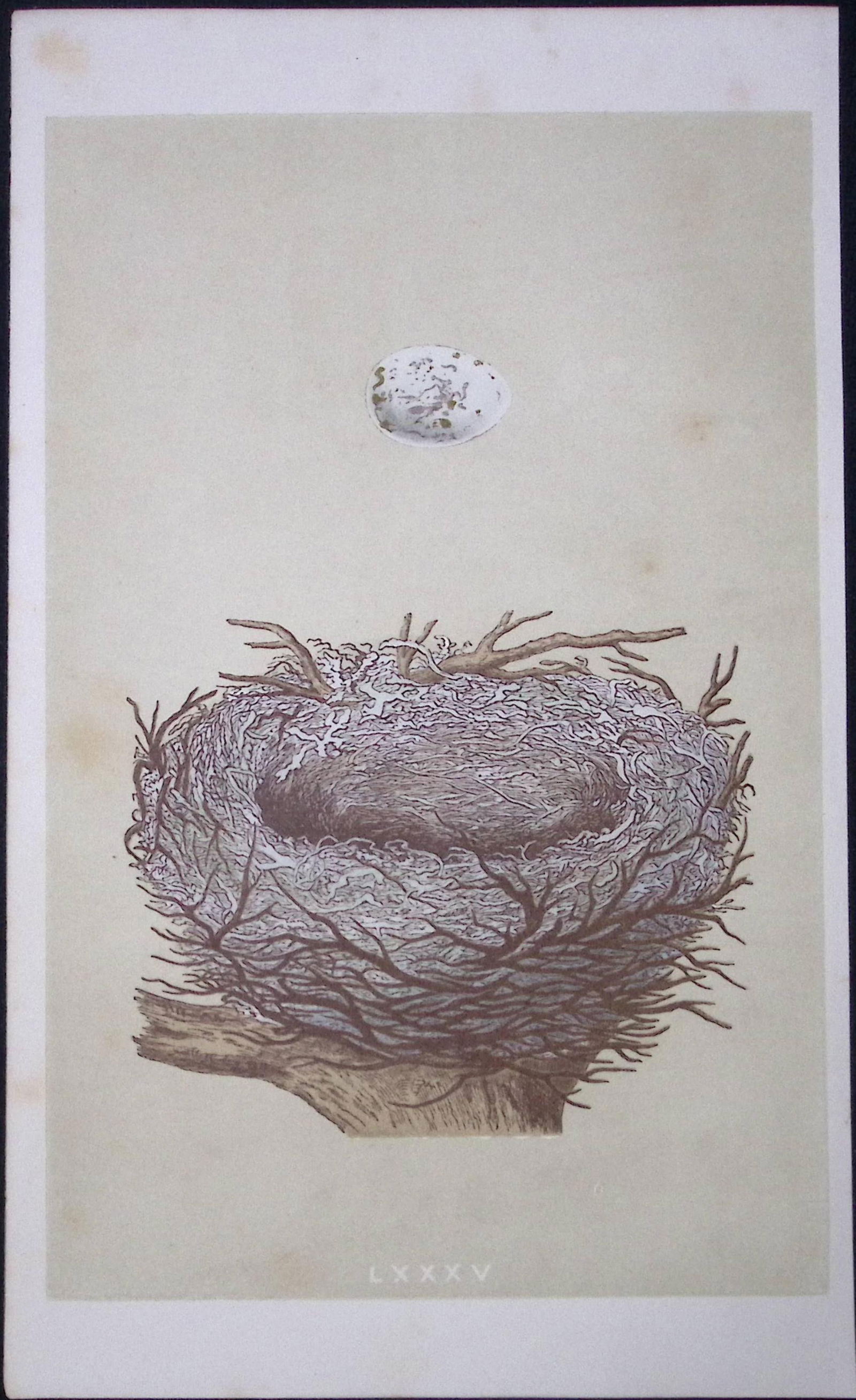 Rev Morris Hawfinch Bird Nest & Egg Antique Woodblock Engraving-3: Title: Rev Morris Hawfinch Bird Nest & Egg Antique Woodblock Engraving-3 Description: This Original Antique Colour Engraved Plate Was Removed from a First Edition of.