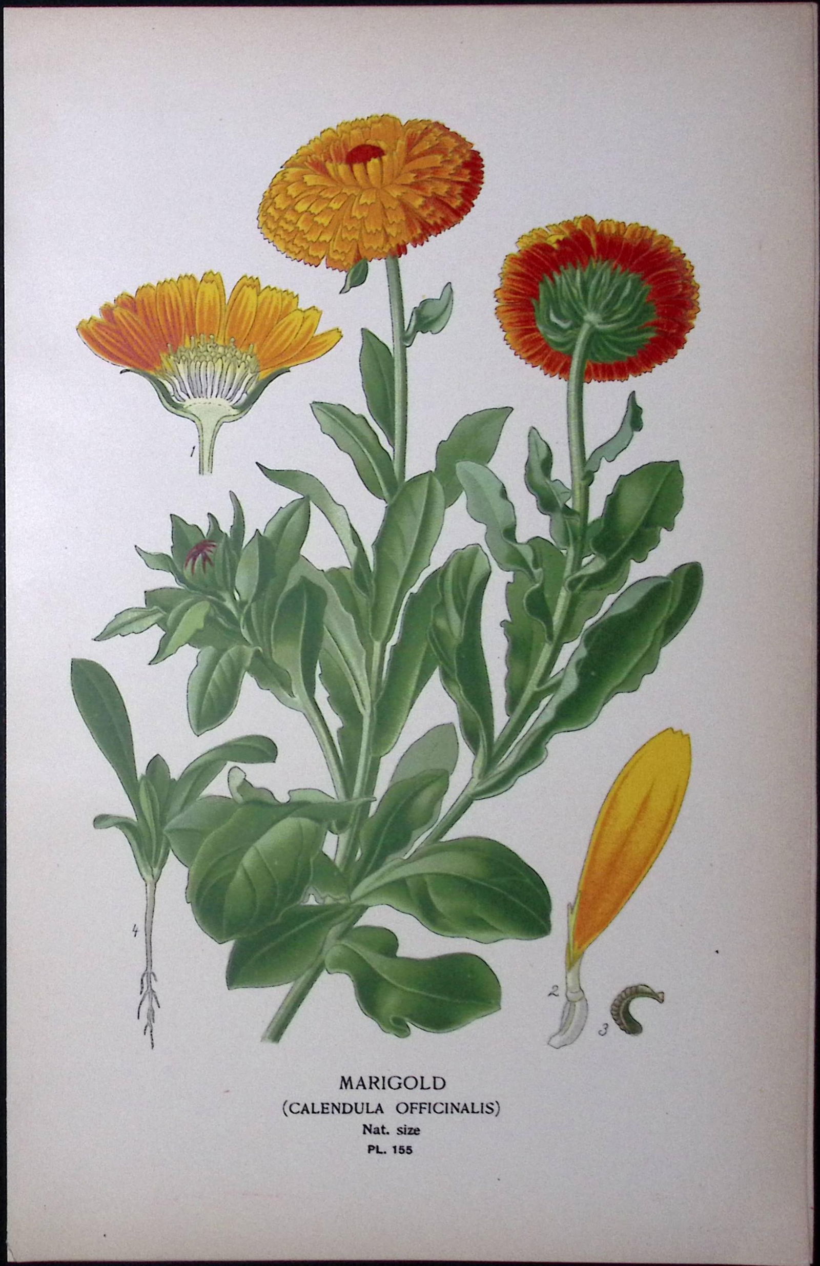 Marigold Edward Step Rare Antique Botanical Book Plate-155: Title: Marigold Edward Step Rare Antique Botanical Book Plate-155 Description: This Rare Beautiful Chromolithograph Was Removed from a Circa 1897 Antique Edition of. The Favourite Flowers of