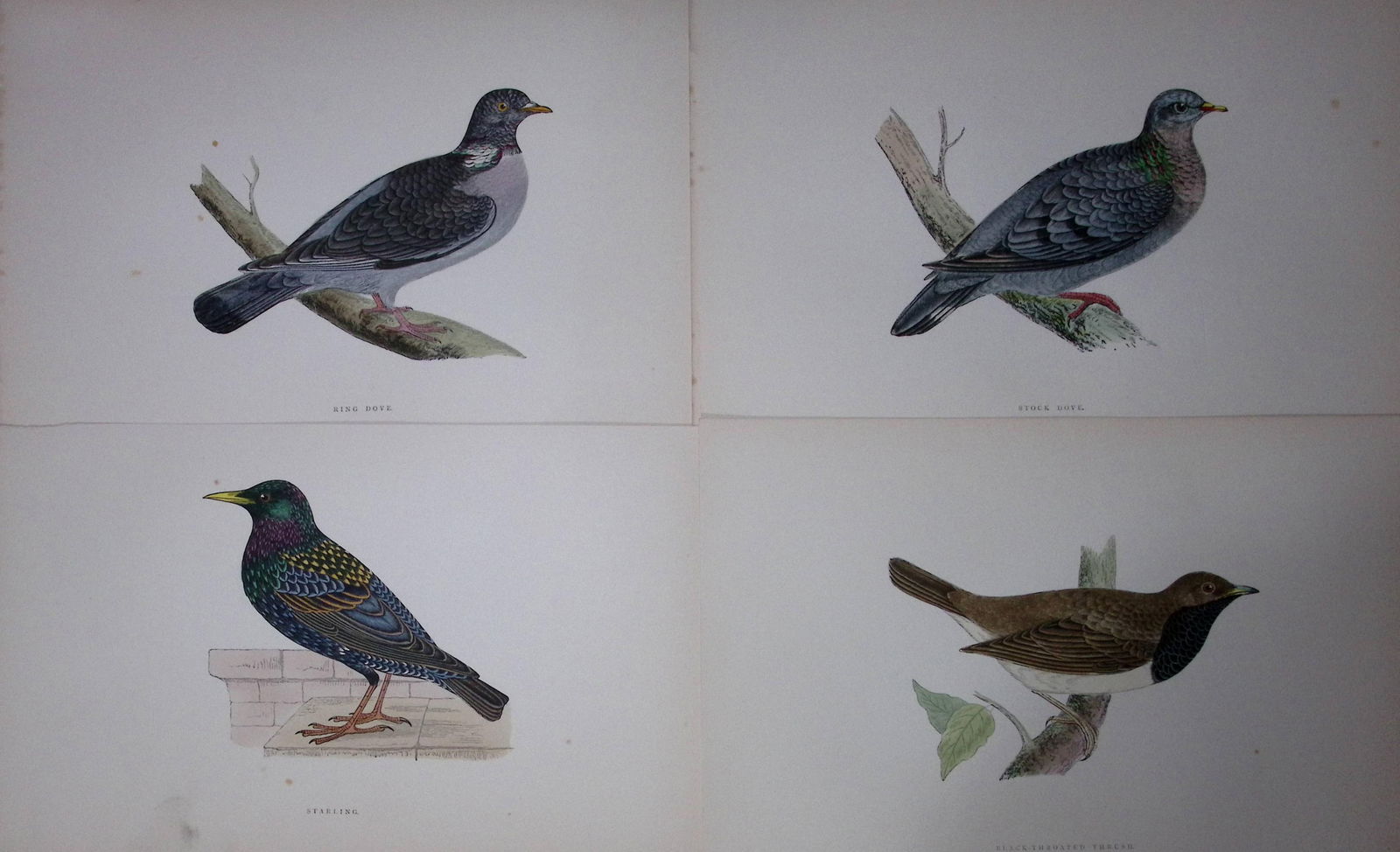 Job-Lot Rev Morris History of British Birds 130 Yrs-Old Antique Engravings-10 (1 of 2)