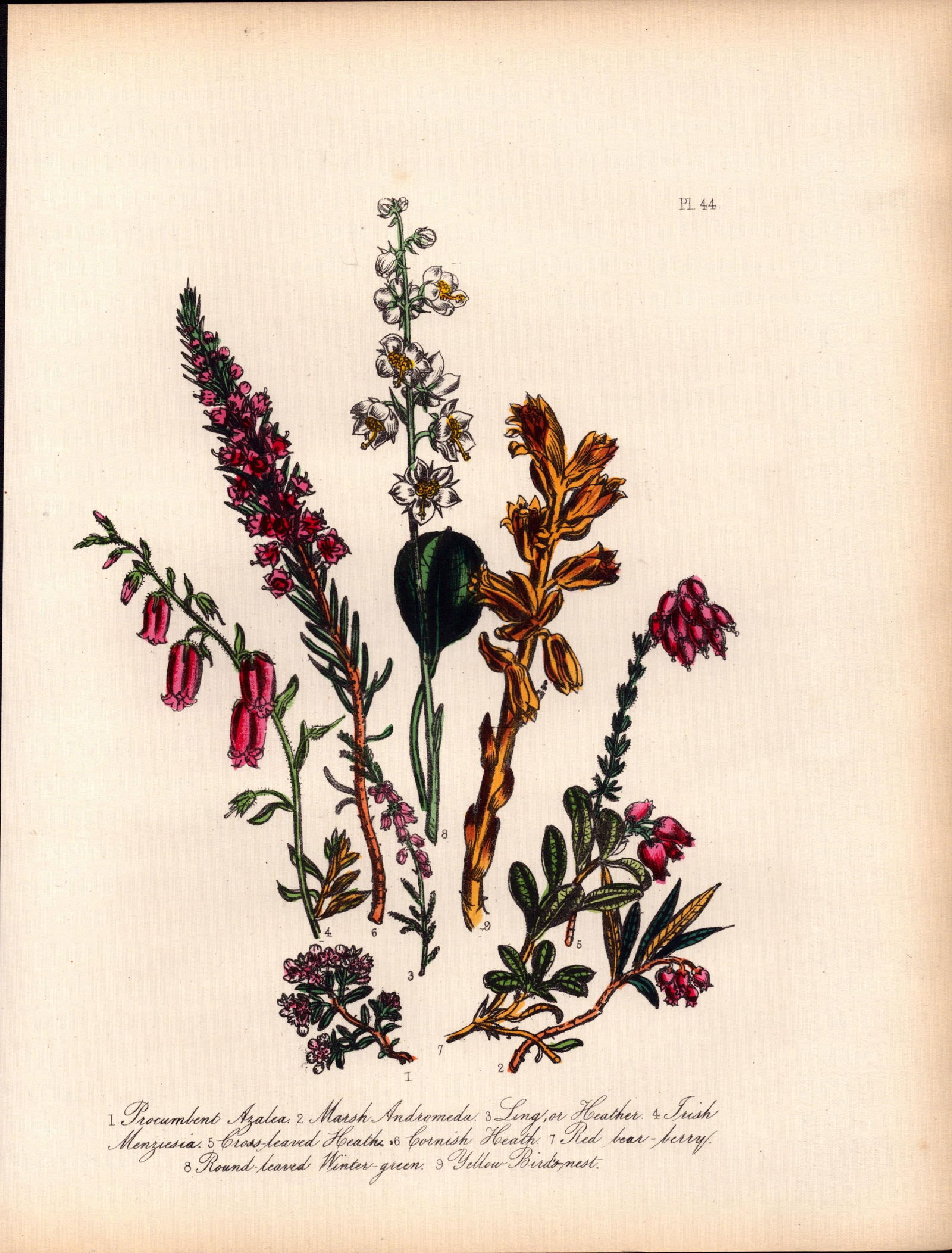 Rare 165-Yr-Old Antique Wildflower Gilt-Edged Illustration Jane Webb Loudon-44.: Title: Rare 165-Yr-Old Antique Wildflower Gilt-Edged Illustration Jane Webb Loudon-44. Description: Rare 165-Yr-Old Antique Wildflower Gilt-Edged Illustration Jane Webb Loudon-44. With Original