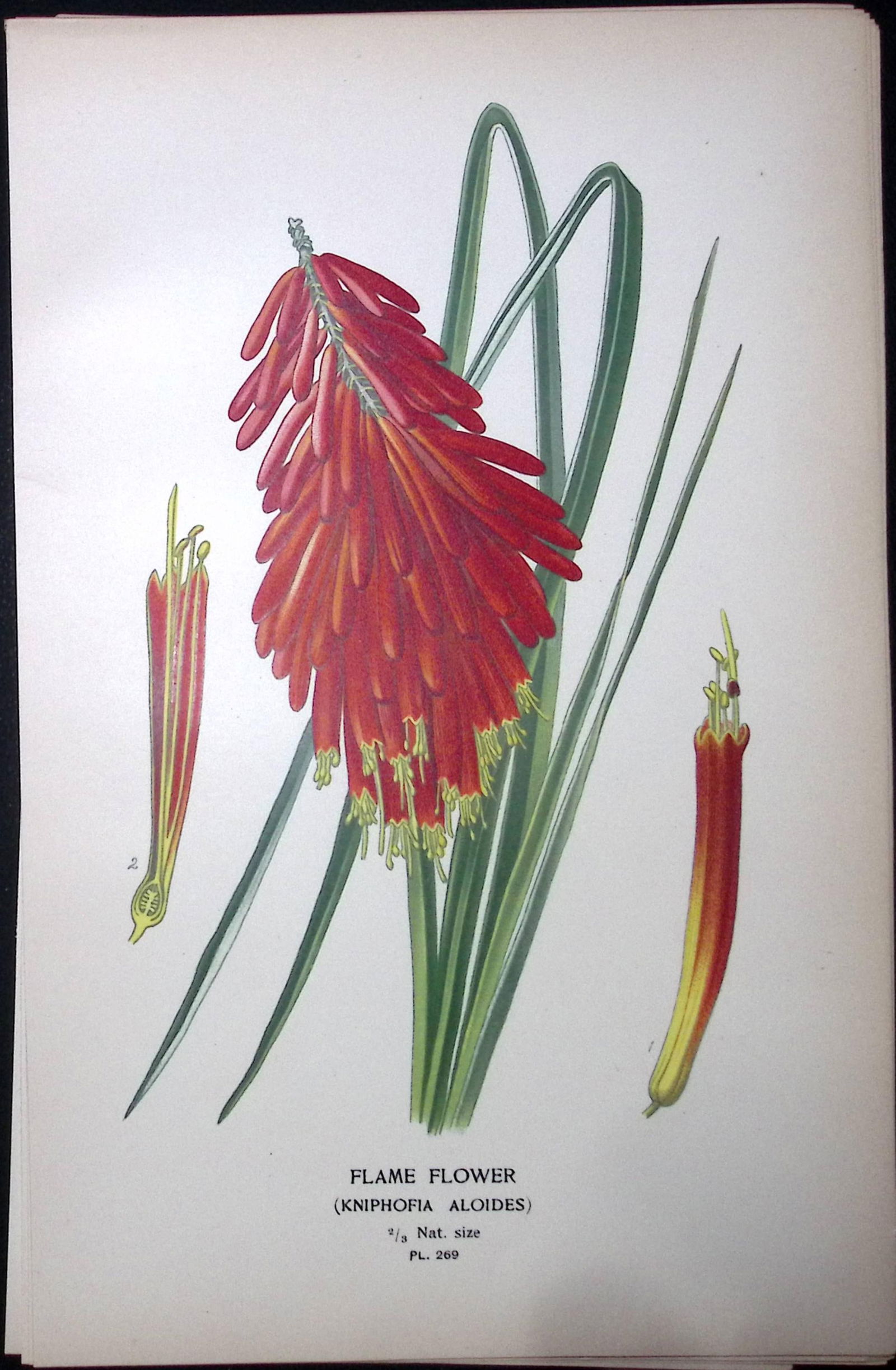Red Hot Poker Edward Step Rare Antique Botanical Book Plate-269: Title: Red Hot Poker Edward Step Rare Antique Botanical Book Plate-269 Description: This Rare Beautiful Chromolithograph Was Removed from a Circa 1897 Antique Edition of. The Favourite Flowers