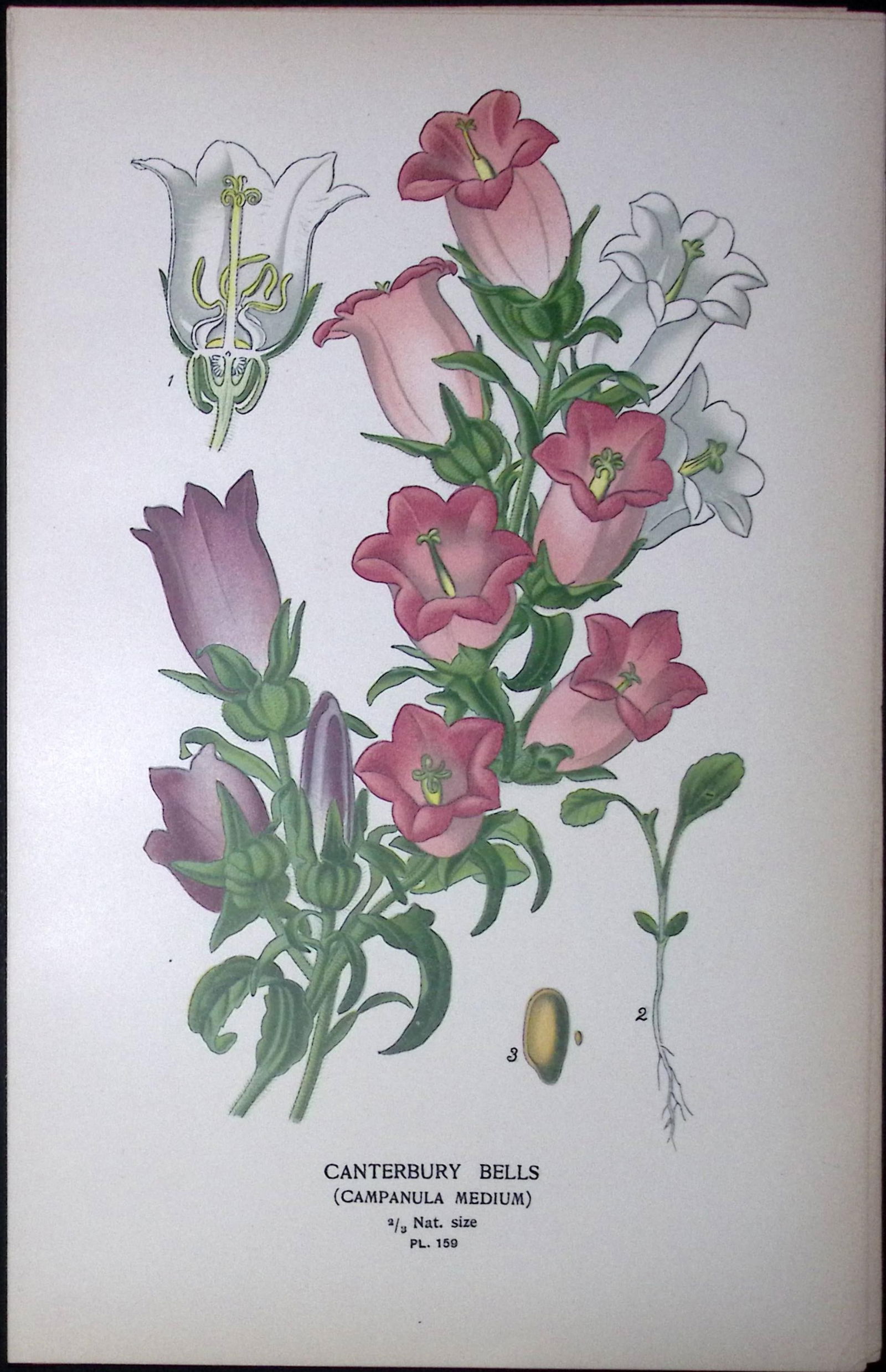 Canterbury Bells Edward Step Rare Antique Botanical Book Plate-159: Title: Canterbury Bells Edward Step Rare Antique Botanical Book Plate-159 Description: This Rare Beautiful Chromolithograph Was Removed from a Circa 1897 Antique Edition of. <