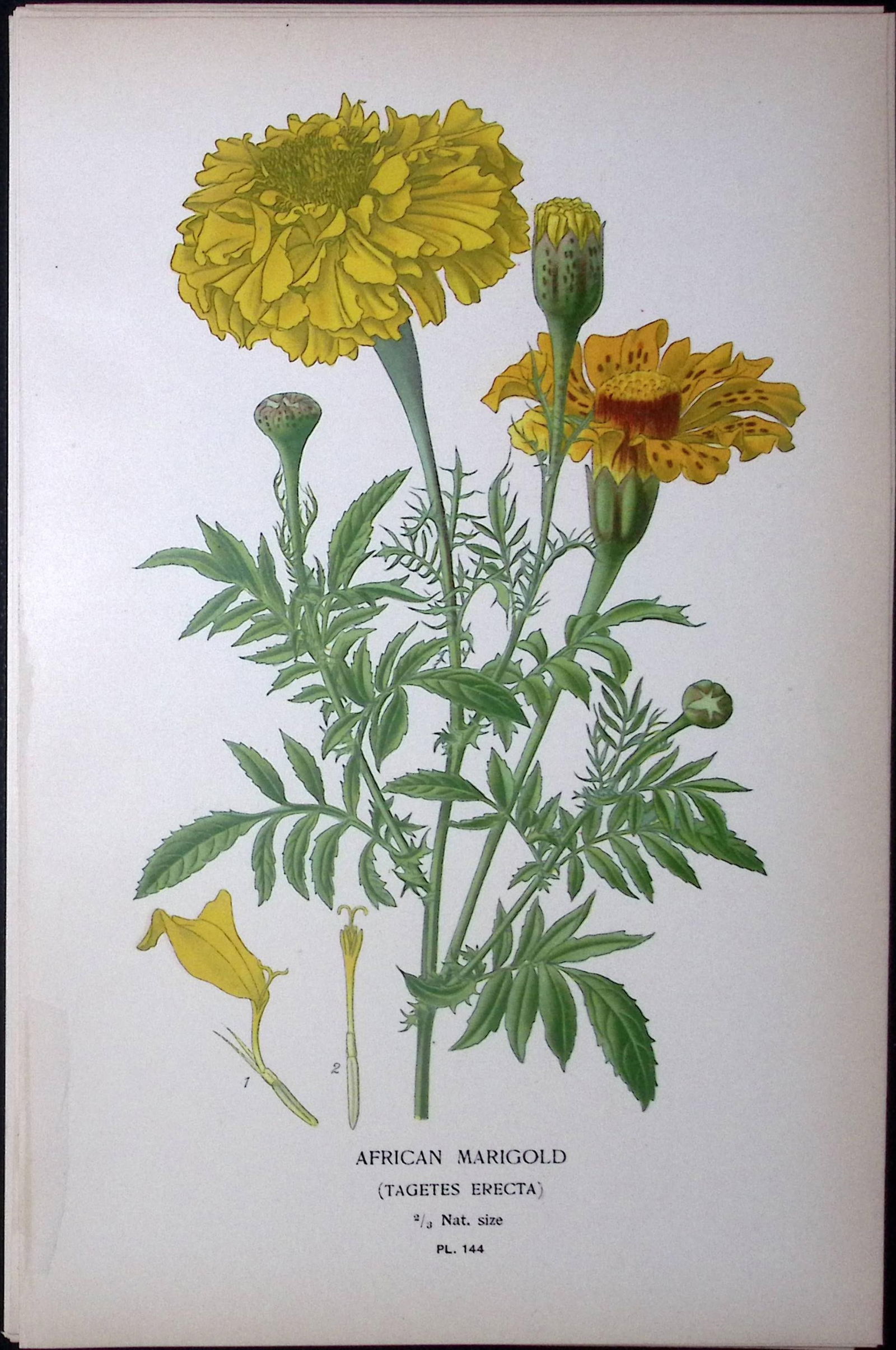 African Marigold Edward Step Rare Antique Botanical Book Plate-144: Title: African Marigold Edward Step Rare Antique Botanical Book Plate-144 Description: This Rare Beautiful Chromolithograph Was Removed from a Circa 1897 Antique Edition of. The Favourite