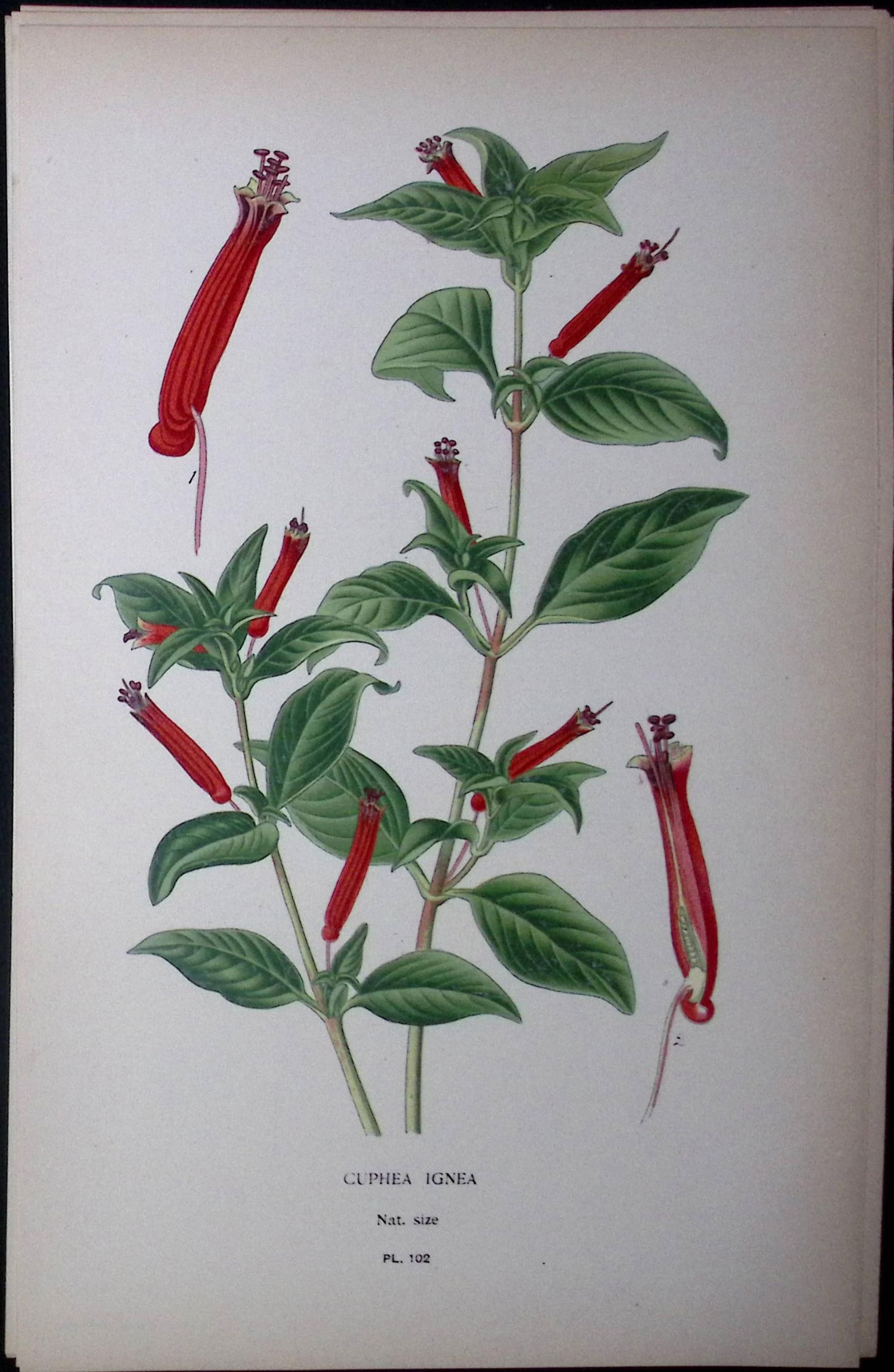 Cuphea Ignea Edward Step Rare Antique Botanical Book Plate-102: Title: Cuphea Ignea Edward Step Rare Antique Botanical Book Plate-102 Description: This Rare Beautiful Chromolithograph Was Removed from a Circa 1897 Antique Edition of.