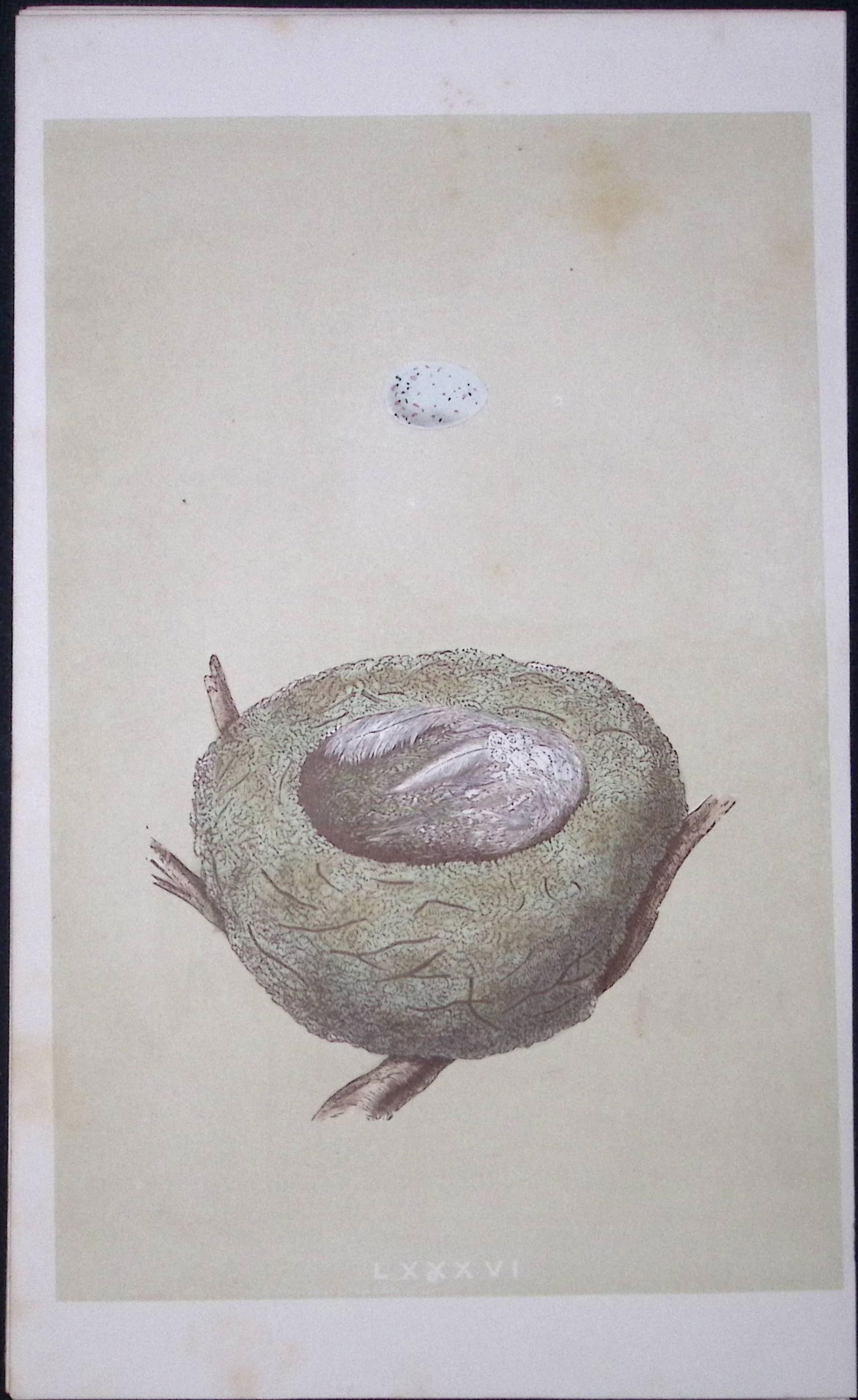 Rev Morris Goldfinch Bird Nest & Egg Antique Woodblock Engraving-5: Title: Rev Morris Goldfinch Bird Nest & Egg Antique Woodblock Engraving-5 Description: This Original Antique Colour Engraved Plate Was Removed from a First Edition of.