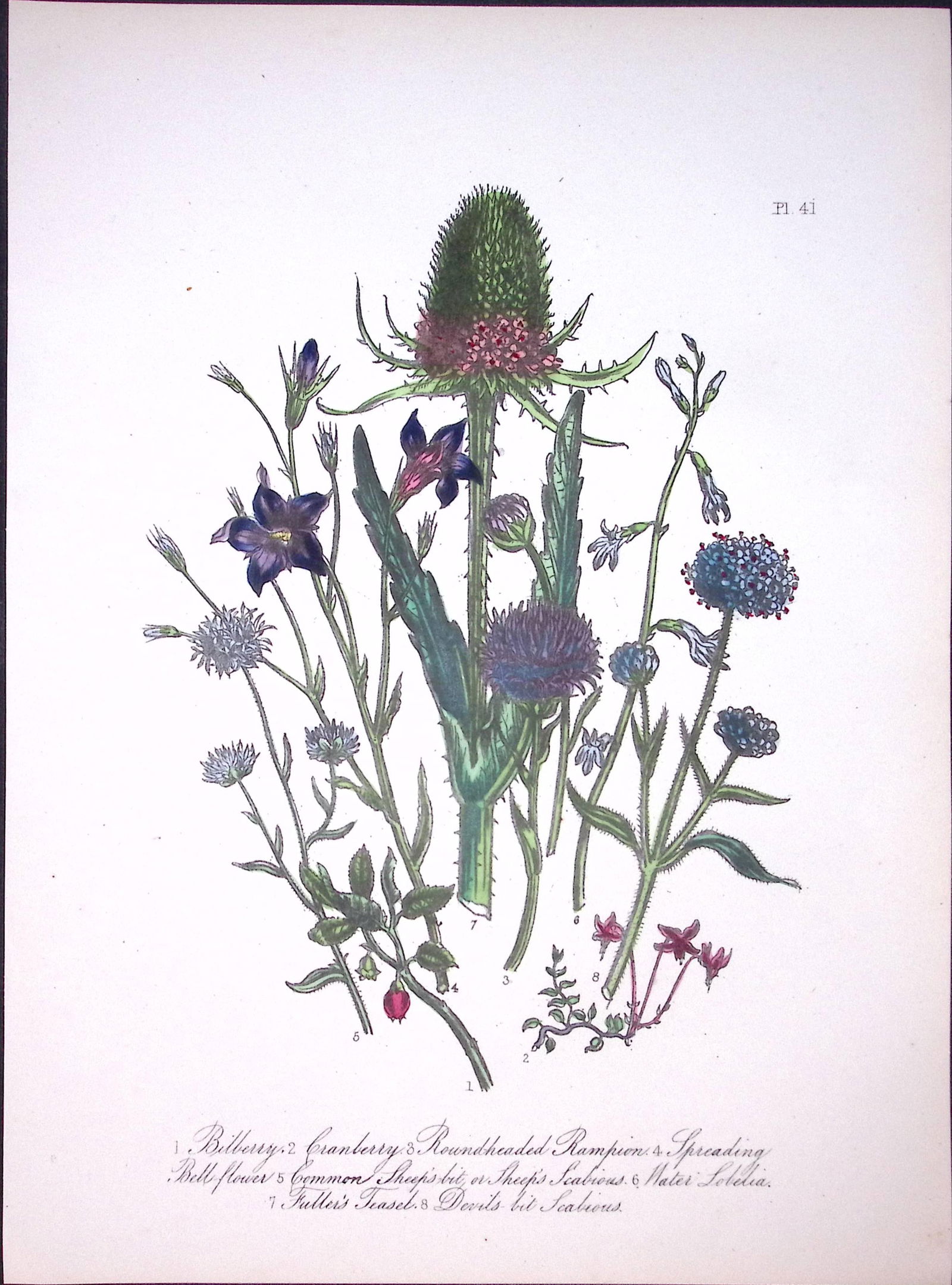 Rare 165-Yr-Old Antique Wildflower Gilt-Edged Illustration Jane Webb Loudon-41-A: Title: Rare 165-Yr-Old Antique Wildflower Gilt-Edged Illustration Jane Webb Loudon-41-A Description: Rare 165-Yr-Old Antique Wildflower Gilt-Edged Illustration Jane Webb Loudon-41. With