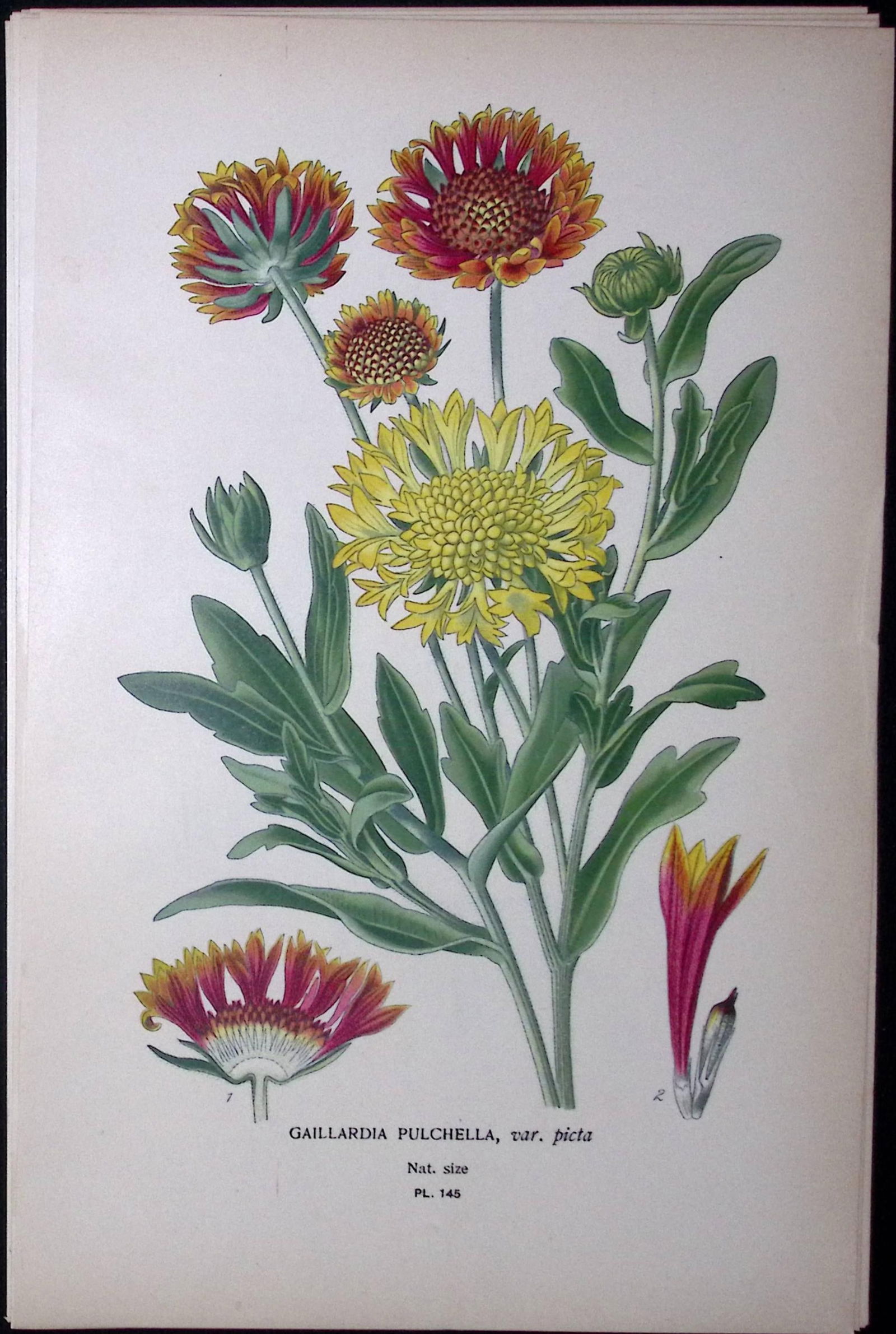 Indian Blanket Edward Step Rare Antique Botanical Book Plate-145: Title: Indian Blanket Edward Step Rare Antique Botanical Book Plate-145 Description: This Rare Beautiful Chromolithograph Was Removed from a Circa 1897 Antique Edition of. The Favourite
