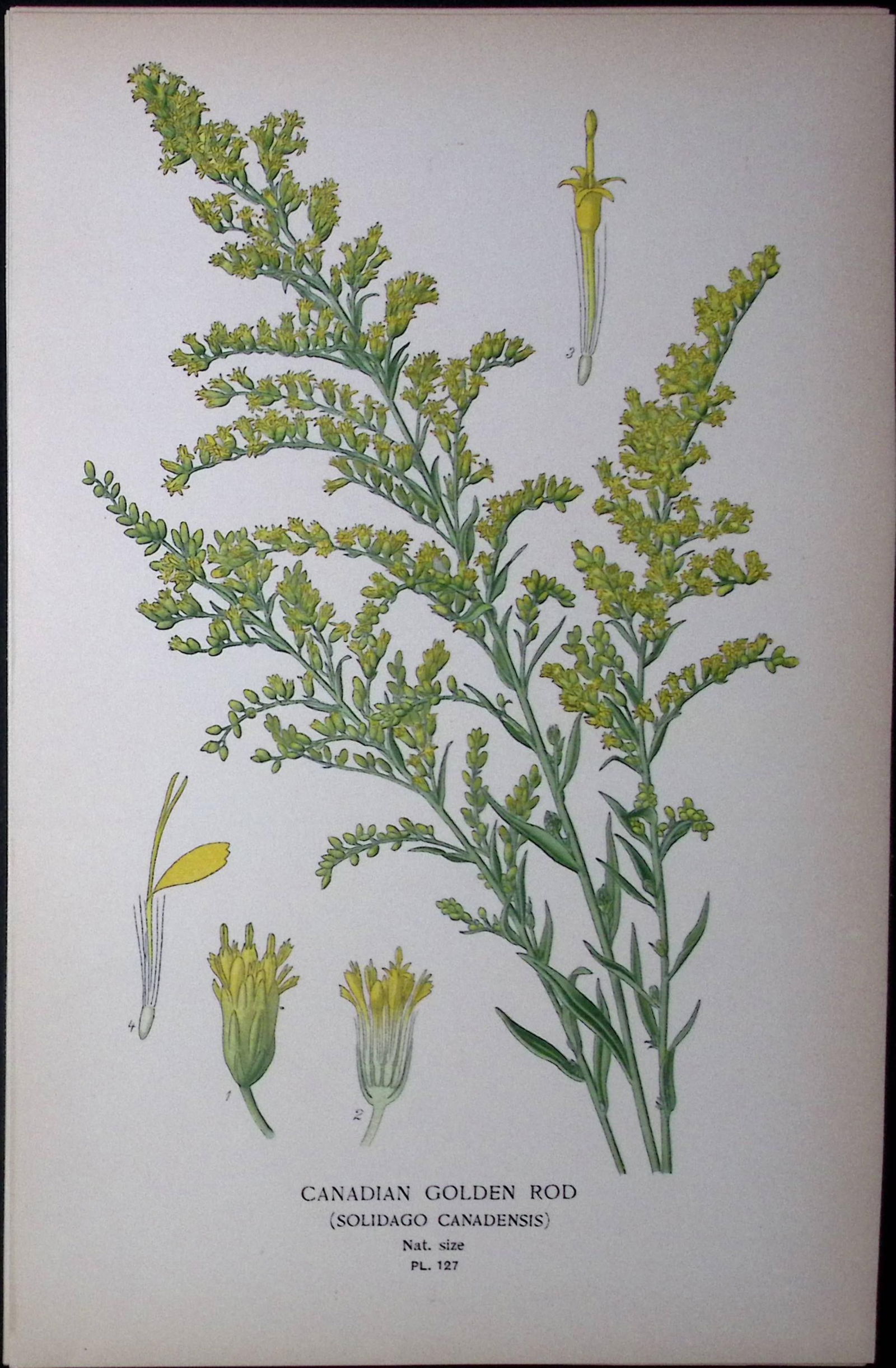 Canadian Golden Rod Edward Step Rare Antique Botanical Book Plate-127: Title: Canadian Golden Rod Edward Step Rare Antique Botanical Book Plate-127 Description: This Rare Beautiful Chromolithograph Was Removed from a Circa 1897 Antique Edition of. The Favourite