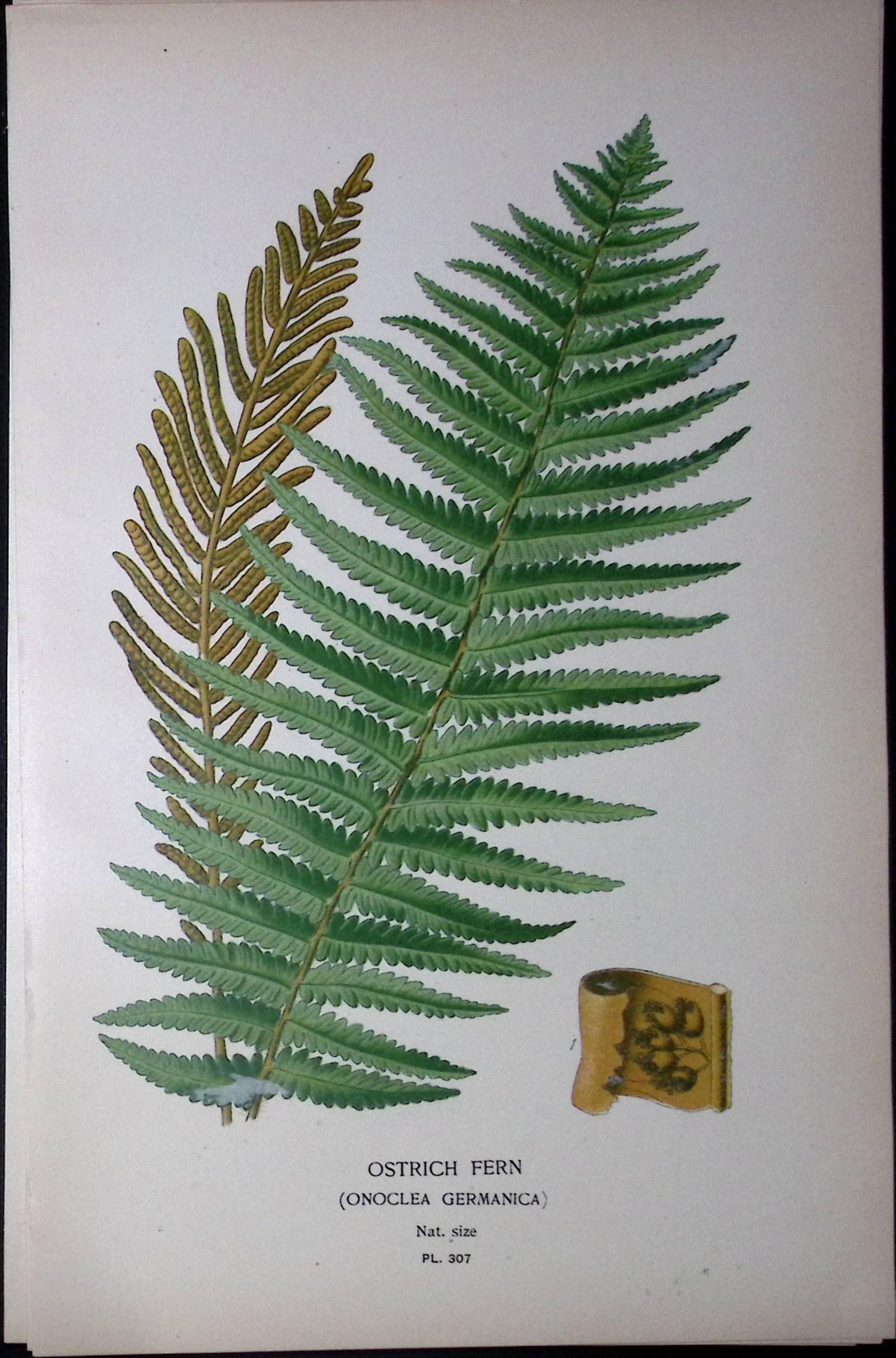 Ostrich Fern Edward Step Rare Antique Botanical Book Plate-307: Title: Ostrich Fern Edward Step Rare Antique Botanical Book Plate-307 Description: This Rare Beautiful Chromolithograph Was Removed from a Circa 1897 Antique Edition of.
