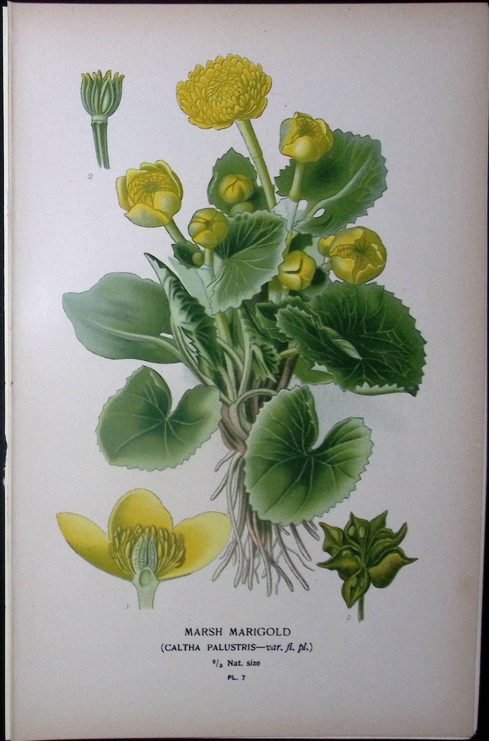Marsh Marigold Edward Step Rare Antique Botanical Book Plate-7: Title: Marsh Marigold Edward Step Rare Antique Botanical Book Plate-7 Description: This Rare Beautiful Chromolithograph Was Removed from a Circa 1897 Antique Edition of. The Favourite Flowers
