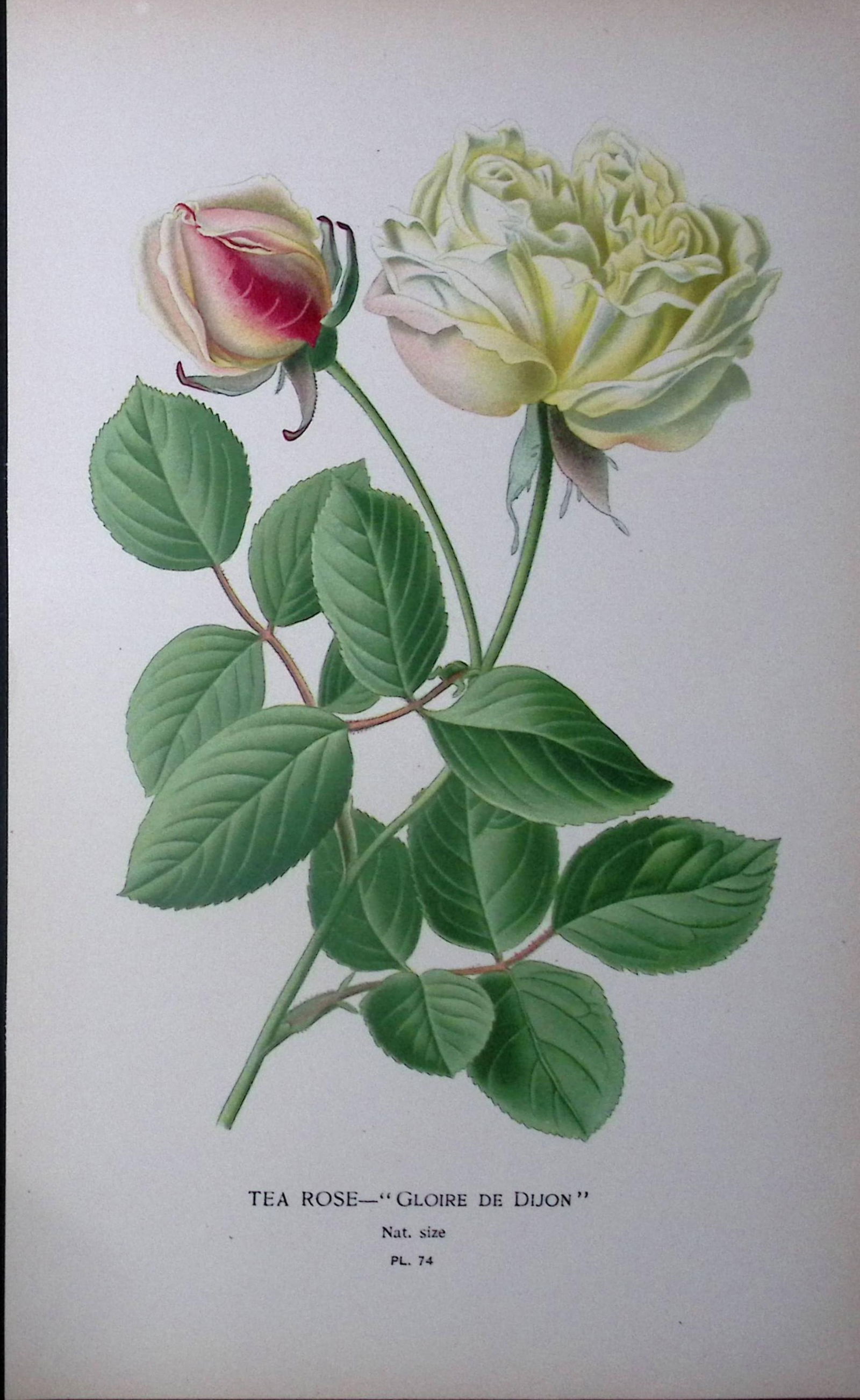 Tea Rose Edward Step Rare Antique Botanical Book Plate-74: Title: Tea Rose Edward Step Rare Antique Botanical Book Plate-74 Description: This Rare Beautiful Chromolithograph Was Removed from a Circa 1897 Antique Edition of.