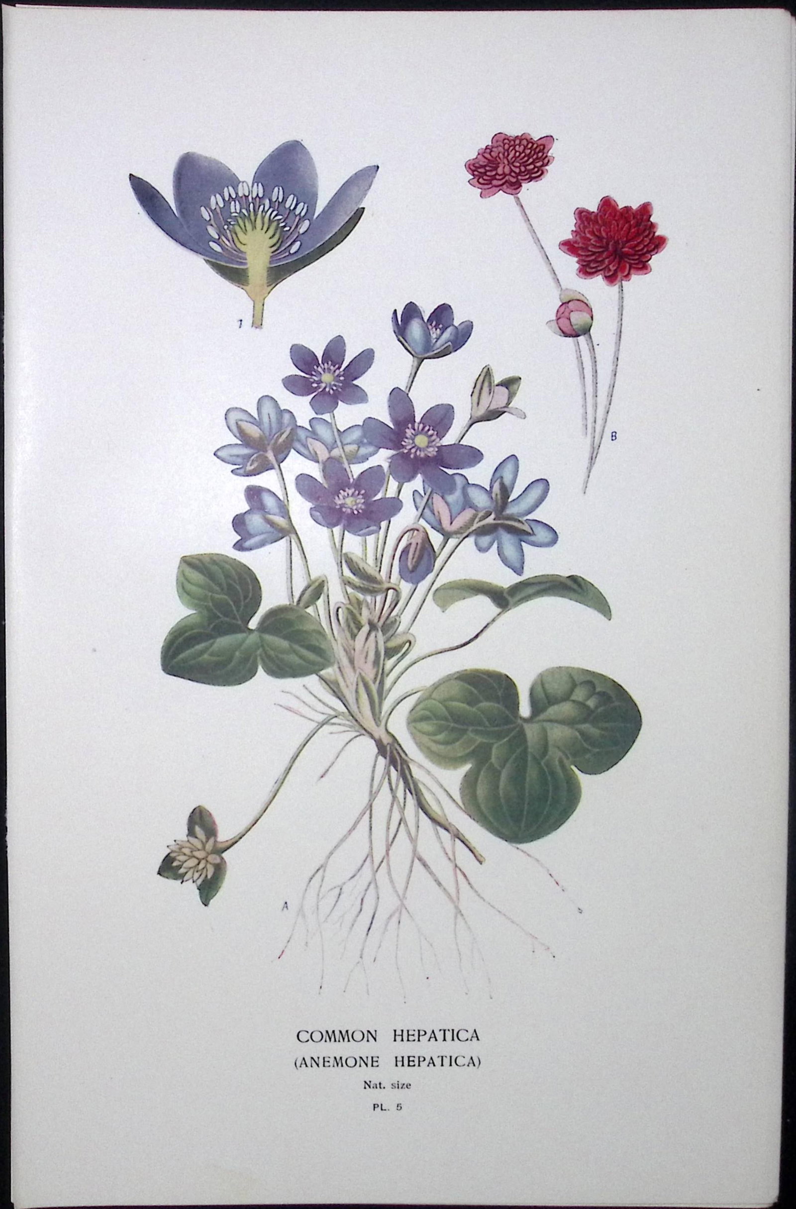 Common Liverwort Edward Step Rare Antique Flower Book Plate-5: Title: Common Liverwort Edward Step Rare Antique Flower Book Plate-5 Description: This Rare Beautiful Chromolithograph Was Removed from a Circa 1897 Antique Edition of. The Favourite Flowers of