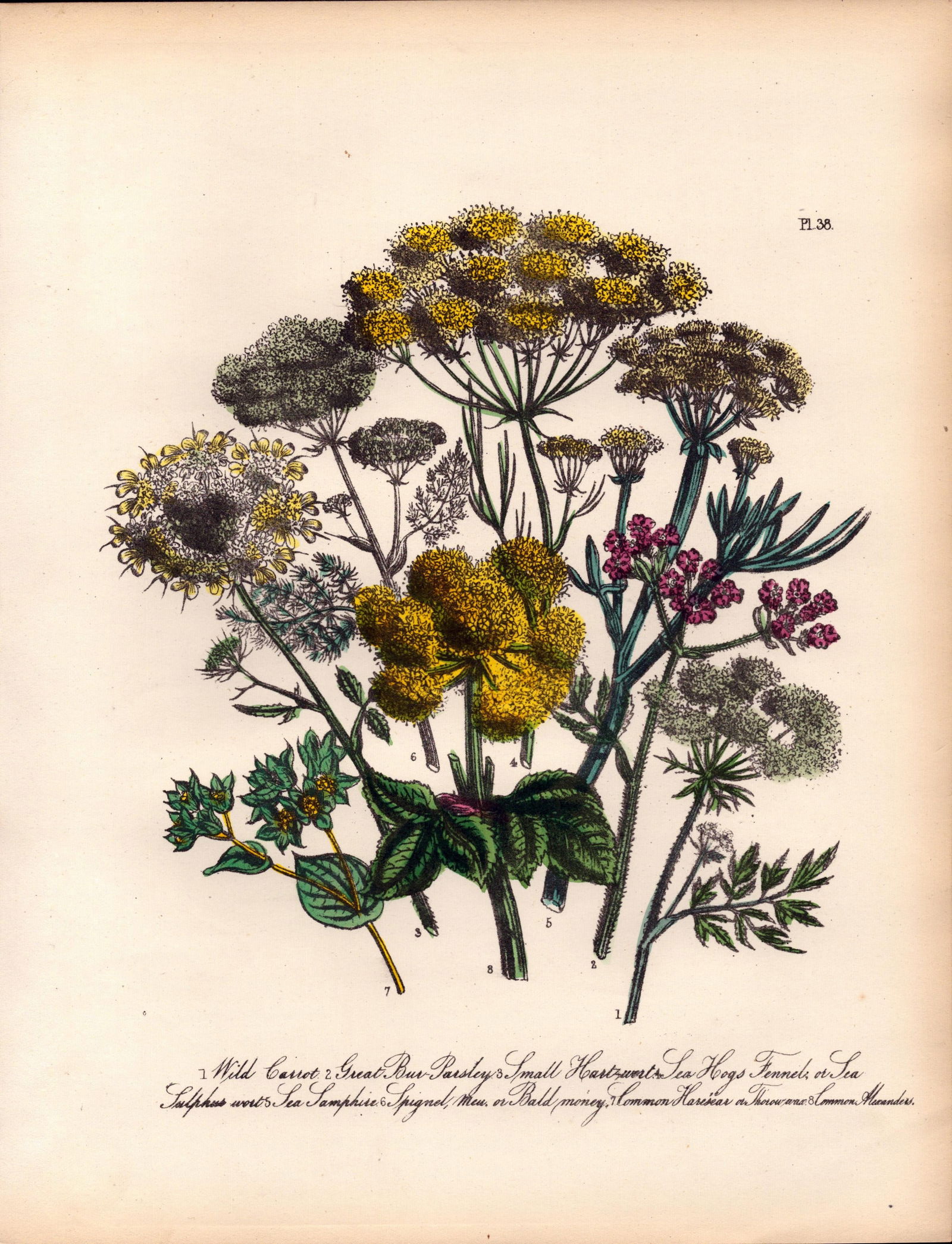 Rare 165-Yr-Old Antique Wildflower Gilt-Edged Illustration Jane Webb Loudon-38.: Title: Rare 165-Yr-Old Antique Wildflower Gilt-Edged Illustration Jane Webb Loudon-38. Description: Rare 165-Yr-Old Antique Wildflower Gilt-Edged Illustration Jane Webb Loudon-38.