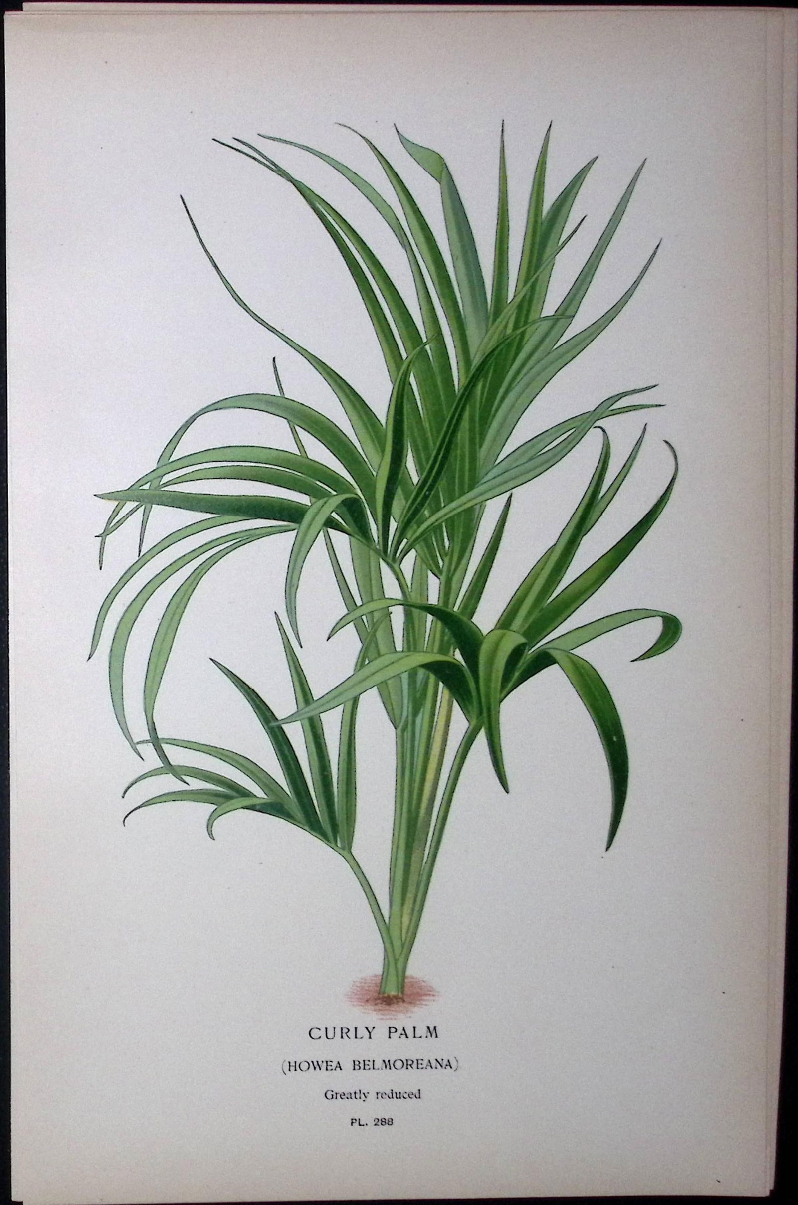 Curly Palm Tree Edward Step Rare Antique Botanical Book Plate-288: Title: Curly Palm Tree Edward Step Rare Antique Botanical Book Plate-288 Description: This Rare Beautiful Chromolithograph Was Removed from a Circa 1897 Antique Edition of. The Favourite