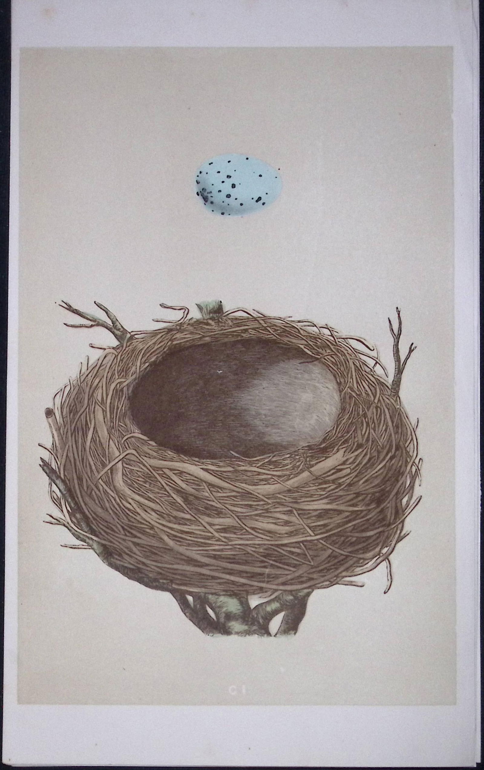 Rev Morris Thrush Bird Nest & Egg Antique Woodblock Engraving-33: Title: Rev Morris Thrush Bird Nest & Egg Antique Woodblock Engraving-33 Description: This Original Antique Colour Engraved Plate Was Removed from a First Edition of.