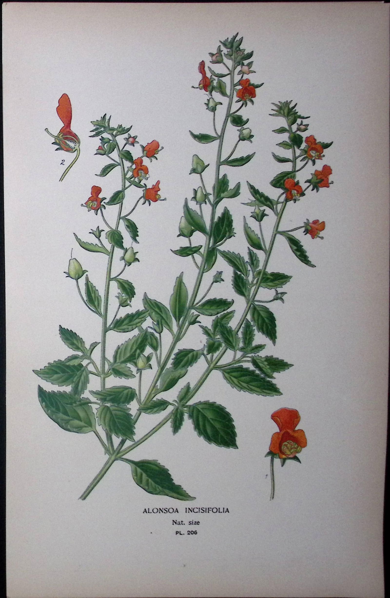 The Mask Flower Edward Step Rare Antique Botanical Book Plate-206: Title: The Mask Flower Edward Step Rare Antique Botanical Book Plate-206 Description: This Rare Beautiful Chromolithograph Was Removed from a Circa 1897 Antique Edition of. </