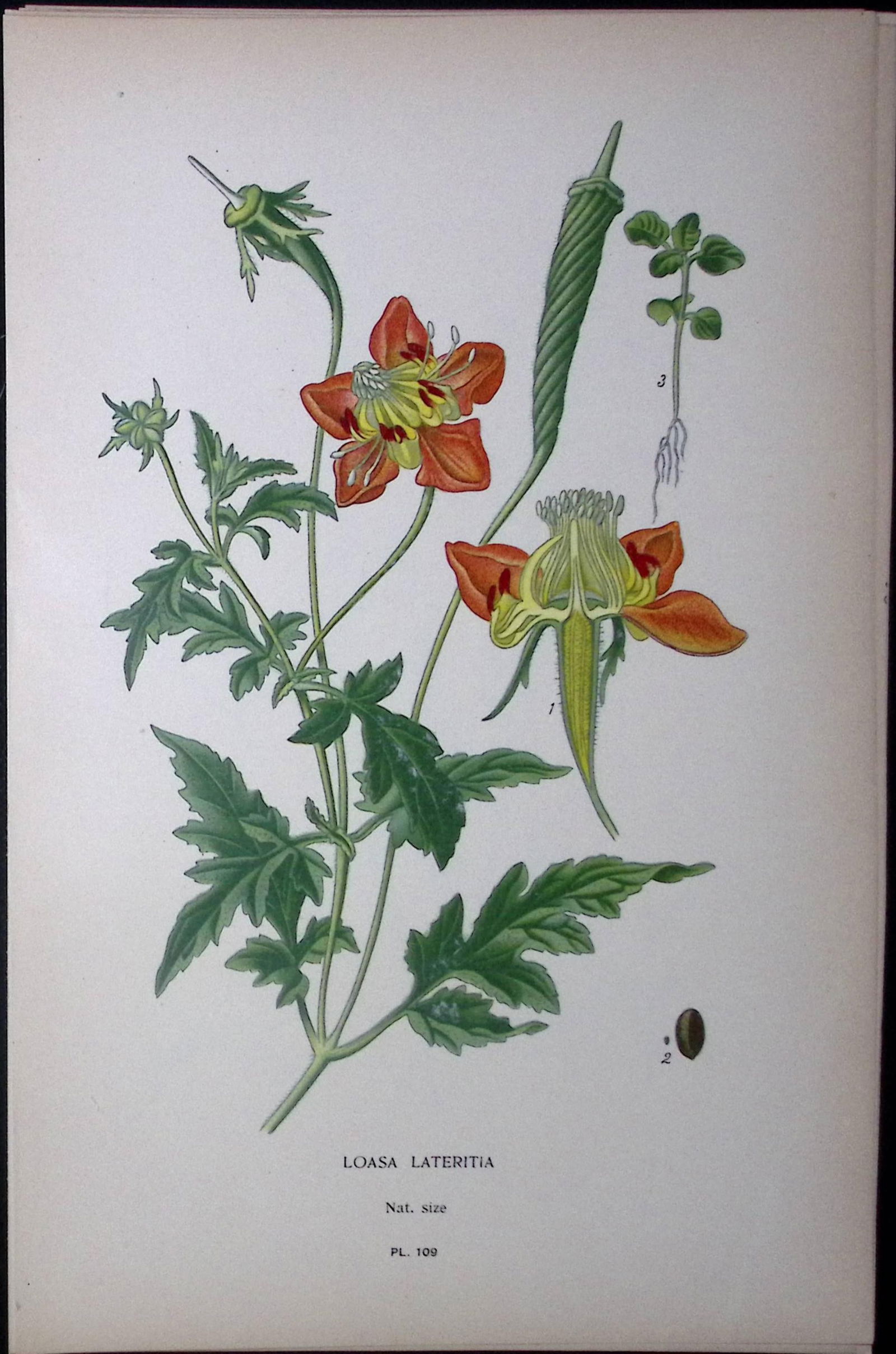 Loasa Latertia Alpine Edward Step Rare Antique Botanical Book Plate-109: Title: Loasa Latertia Alpine Edward Step Rare Antique Botanical Book Plate-109 Description: This Rare Beautiful Chromolithograph Was Removed from a Circa 1897 Antique Edition of.