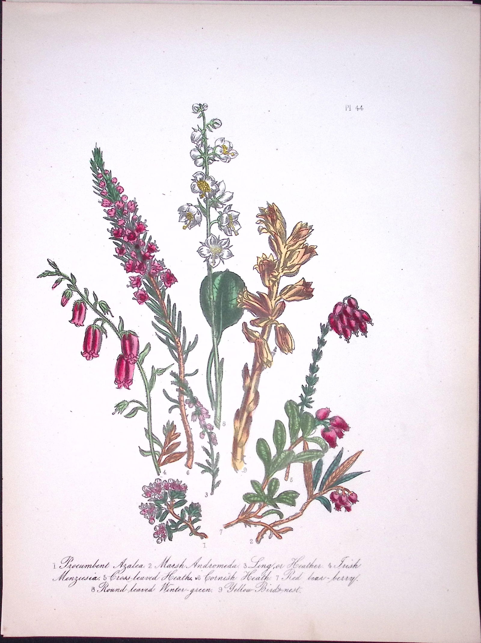 Rare 165-Yr-Old Antique Wildflower Gilt-Edged Illustration Jane Webb Loudon-44-A: Title: Rare 165-Yr-Old Antique Wildflower Gilt-Edged Illustration Jane Webb Loudon-44-A Description: Rare 165-Yr-Old Antique Wildflower Gilt-Edged Illustration Jane Webb Loudon-44.