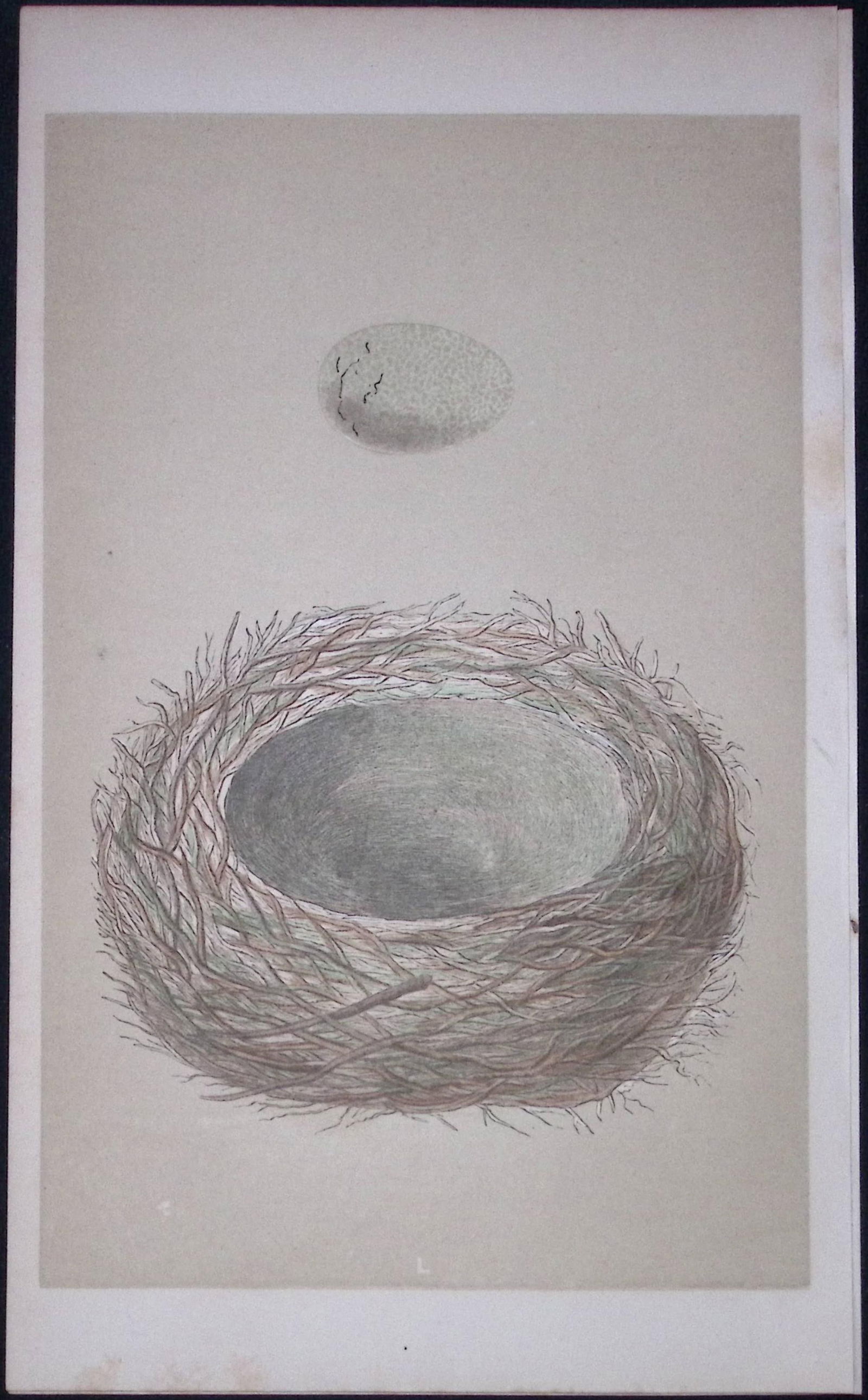 Rev Morris Jay Bird Nest & Egg Antique Woodblock Engraving-14: Title: Rev Morris Jay Bird Nest & Egg Antique Woodblock Engraving-14 Description: This Original Antique Colour Engraved Plate Was Removed from a First Edition of.