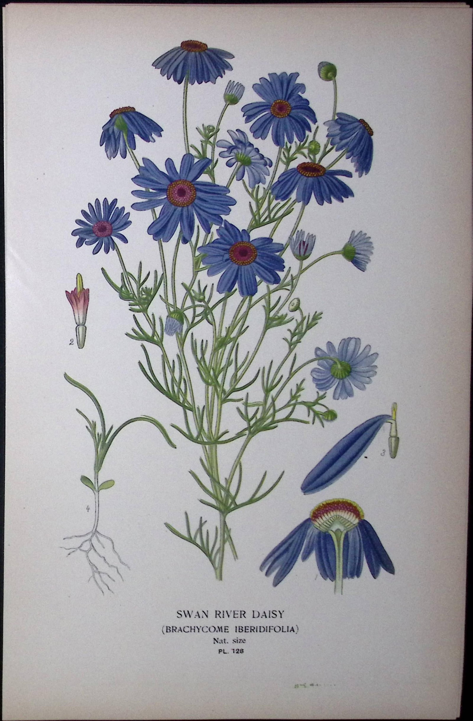 Swan River Daisy Edward Step Rare Antique Botanical Book Plate-128: Title: Swan River Daisy Edward Step Rare Antique Botanical Book Plate-128 Description: This Rare Beautiful Chromolithograph Was Removed from a Circa 1897 Antique Edition of. The Favourite