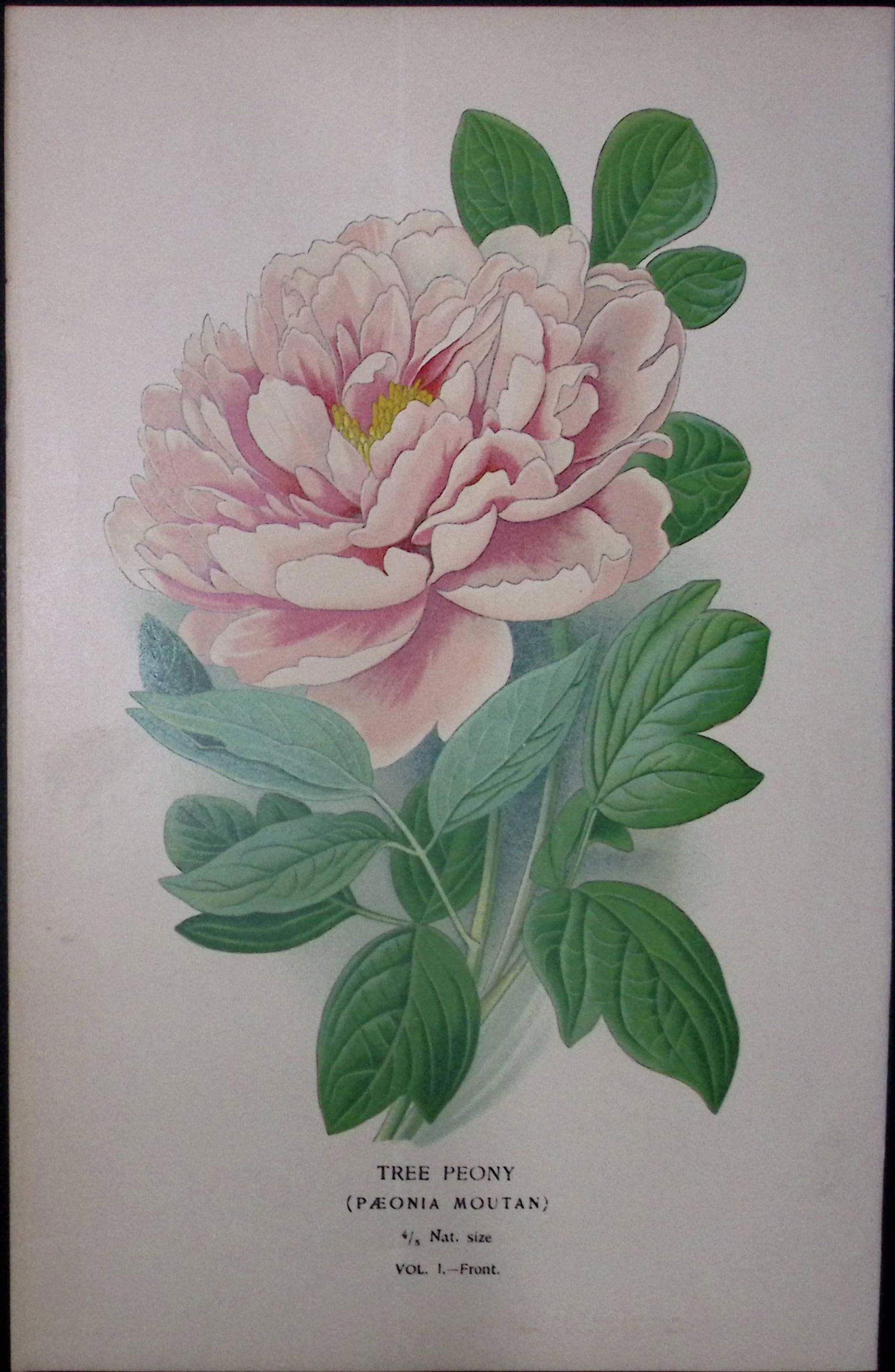 Tree Peony Edward Step Rare Antique Botanical Book Plate-0: Title: Tree Peony Edward Step Rare Antique Botanical Book Plate-0 Description: This Rare Beautiful Chromolithograph Was Removed from a Circa 1897 Antique Edition of.