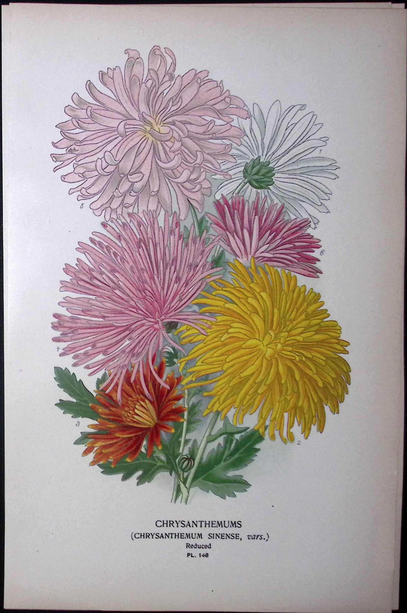 Chrysanthemums Edward Step Rare Antique Botanical Book Plate-148: Title: Chrysanthemums Edward Step Rare Antique Botanical Book Plate-148 Description: This Rare Beautiful Chromolithograph Was Removed from a Circa 1897 Antique Edition of. The Favourite