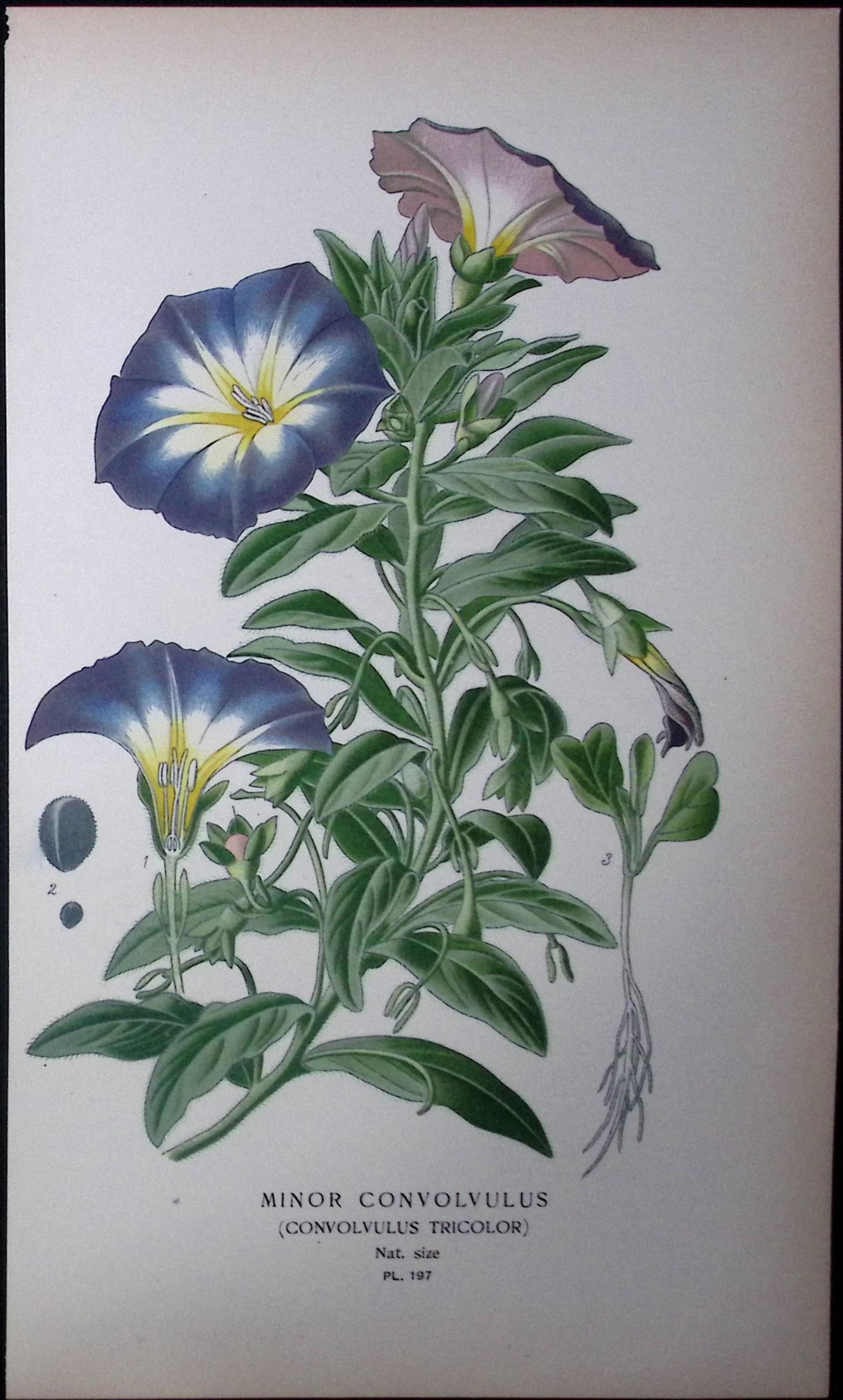 Dwarf Morning Glory Flower Edward Step Rare Antique Botanical Book Plate-197: Title: Dwarf Morning Glory Flower Edward Step Rare Antique Botanical Book Plate-197 Description: This Rare Beautiful Chromolithograph Was Removed from a Circa 1897 Antique Edition of